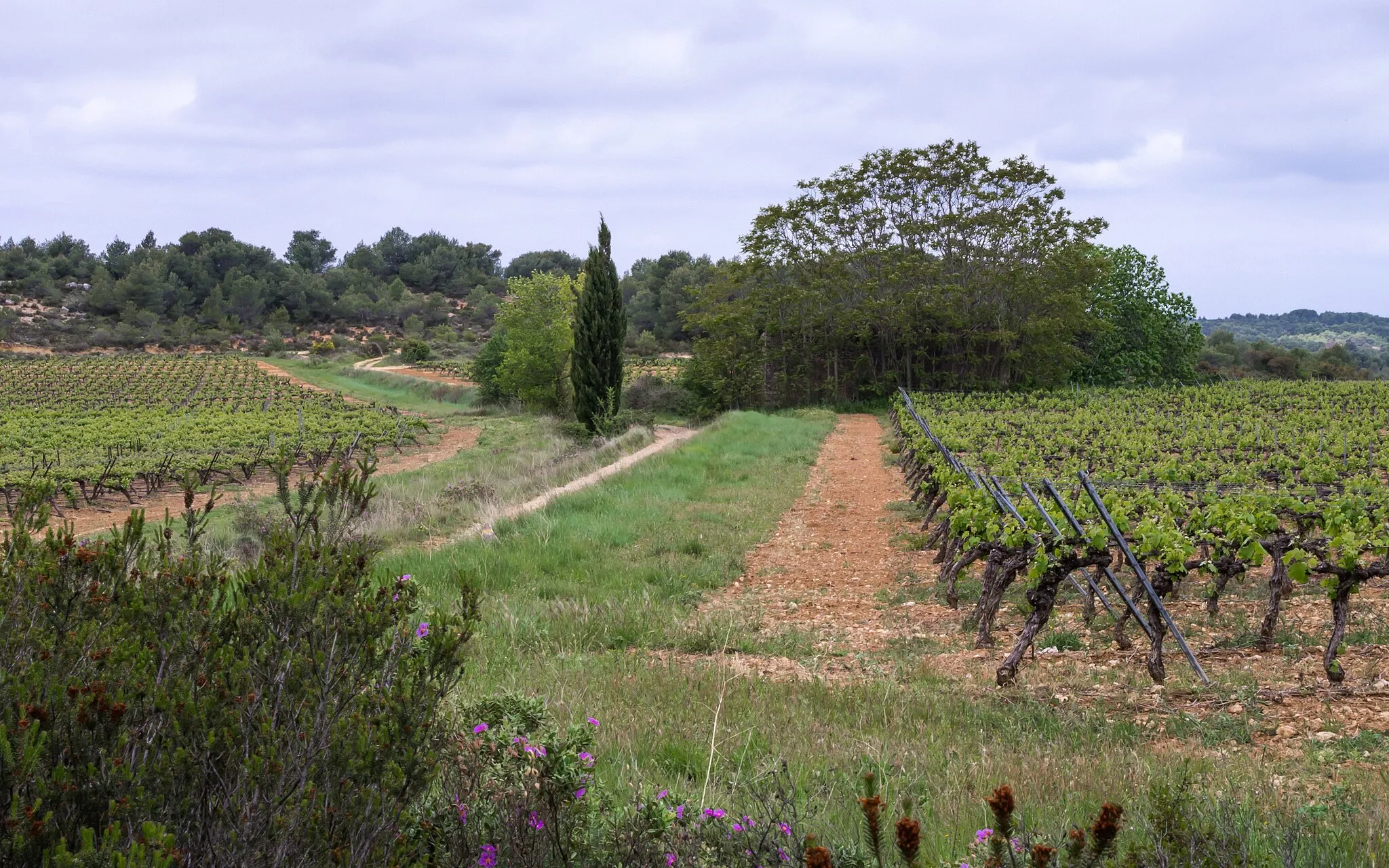Photo showing: Vineyard in the commune of Castelnau-de-Guers, Hérault, France. Aspect ratio 16:10.
