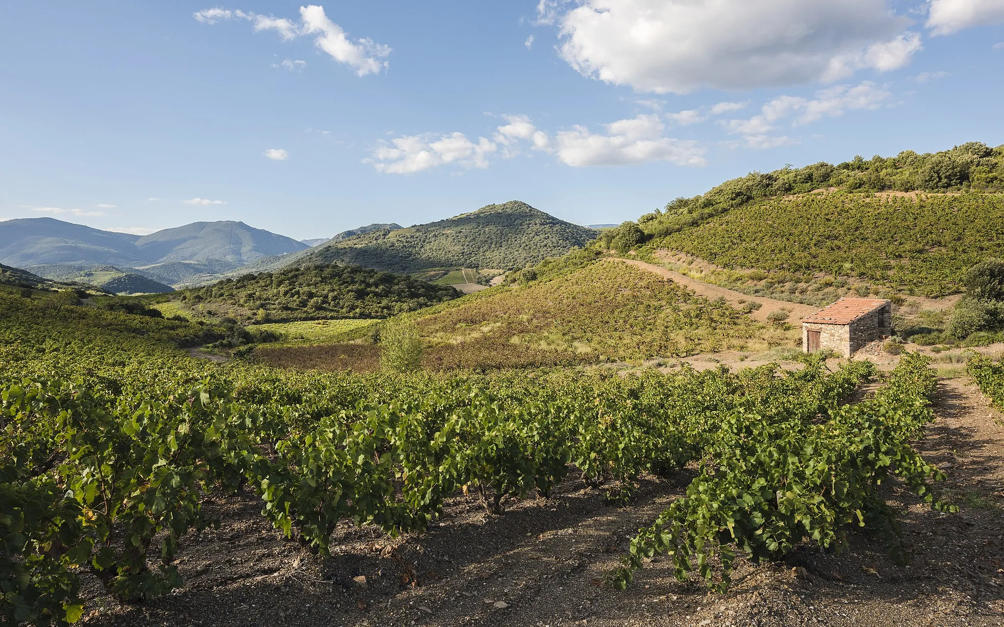 Photo showing: Hills and vineyards in the Orb River Valley. Roquebrun, Hérault, France. Haut-Languedoc Regional Natural Park.