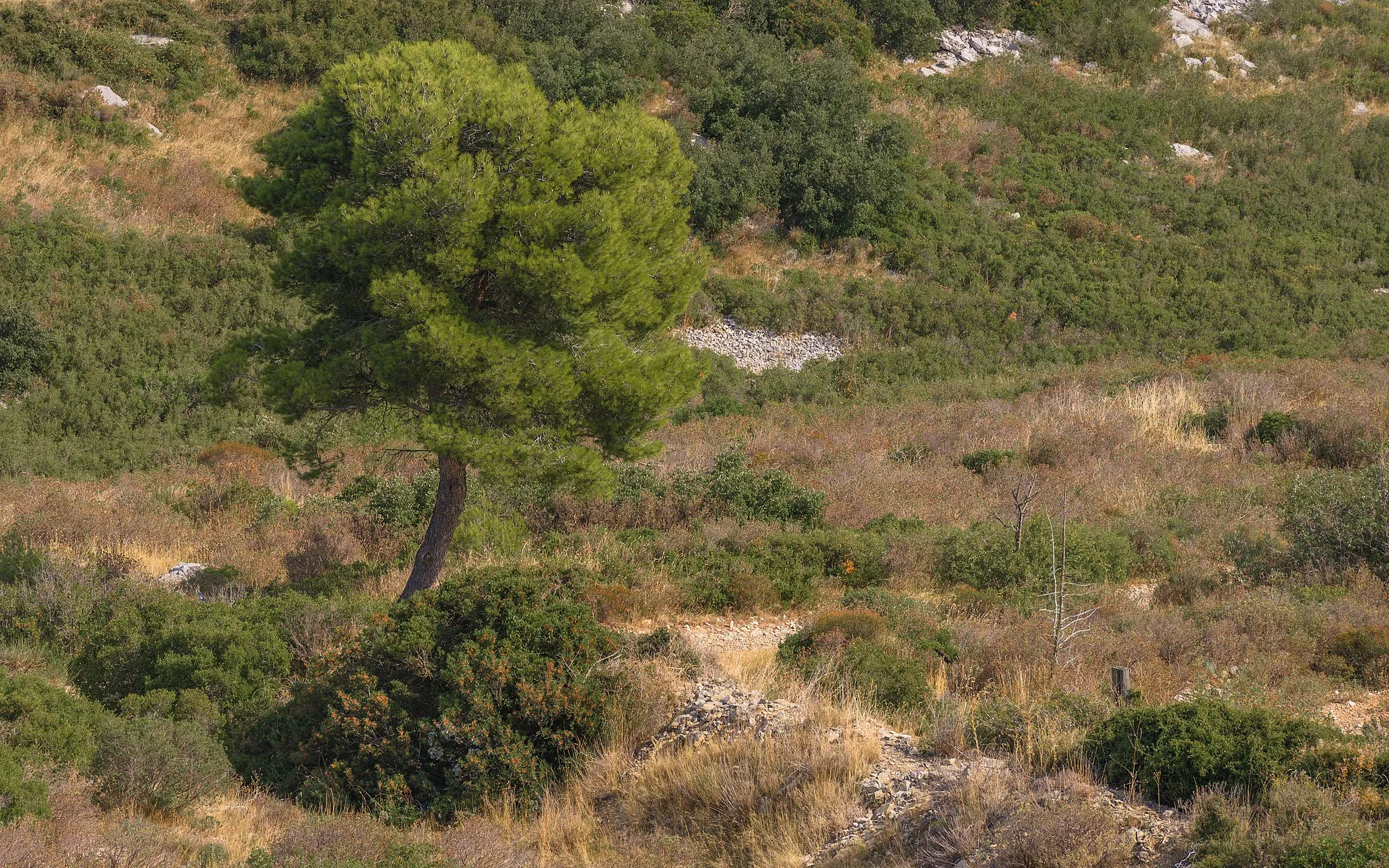 Photo showing: A young Aleppo Pine (Pinus halepensis) on the soil made principally with limestone in the La Gardiole Mountain, Frontignan, Hérault, France.