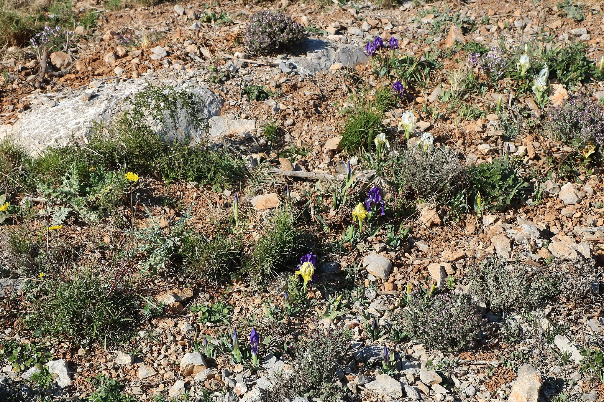 Photo showing: Frontignan (Hérault) - fleurs de la Gardiole (21 February 2016) : thym, iris, etc