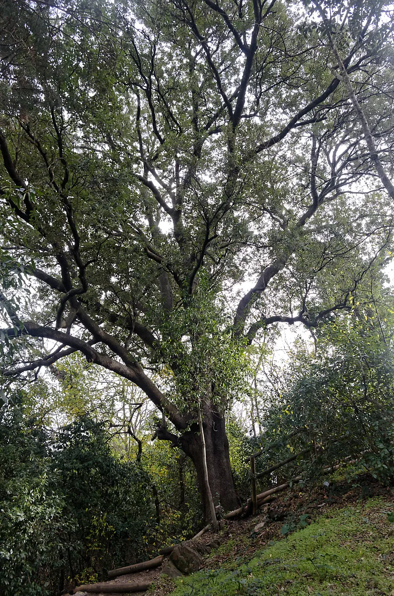 Photo showing: An outstanding oak over the Parc de Montplaisir in Castelnau-le-Lez.