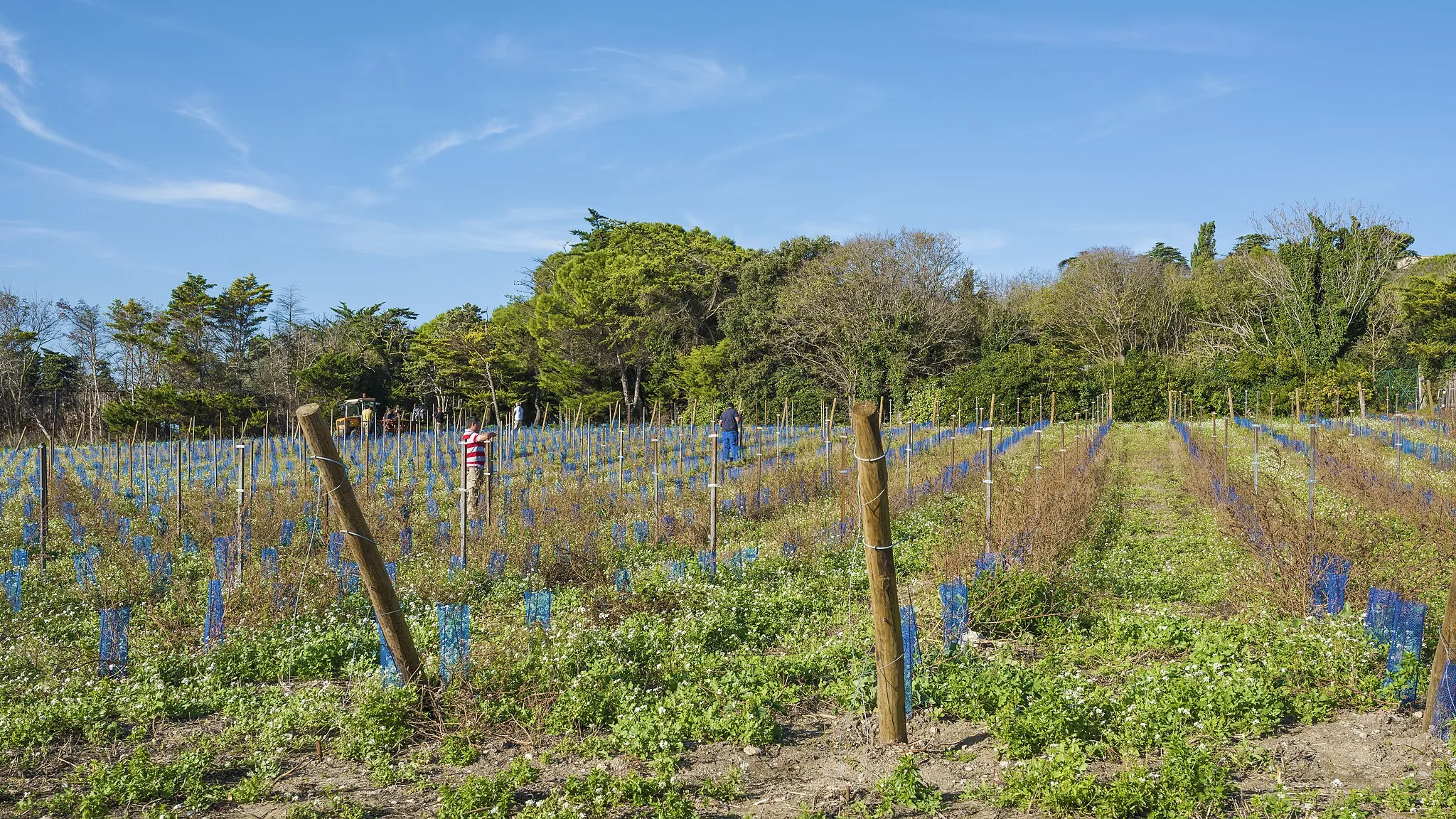 Photo showing: Field worker's near the Maguelone Cathedral. Villeneuve-lès-Maguelone, Hérault, France.