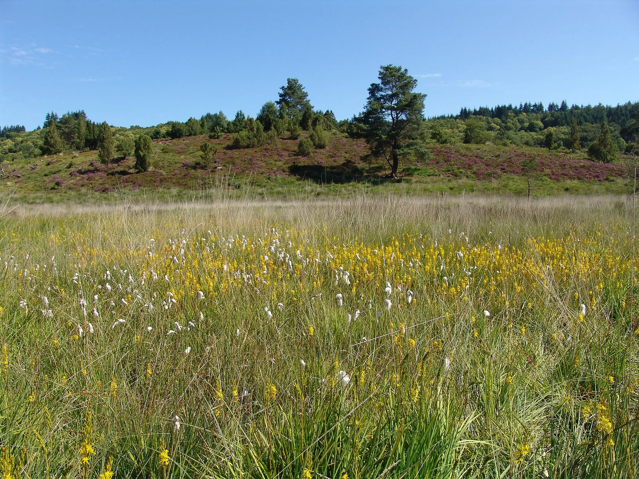 Photo showing: CEN limousin Puy rond tourbière des Dauges Sauvagnac