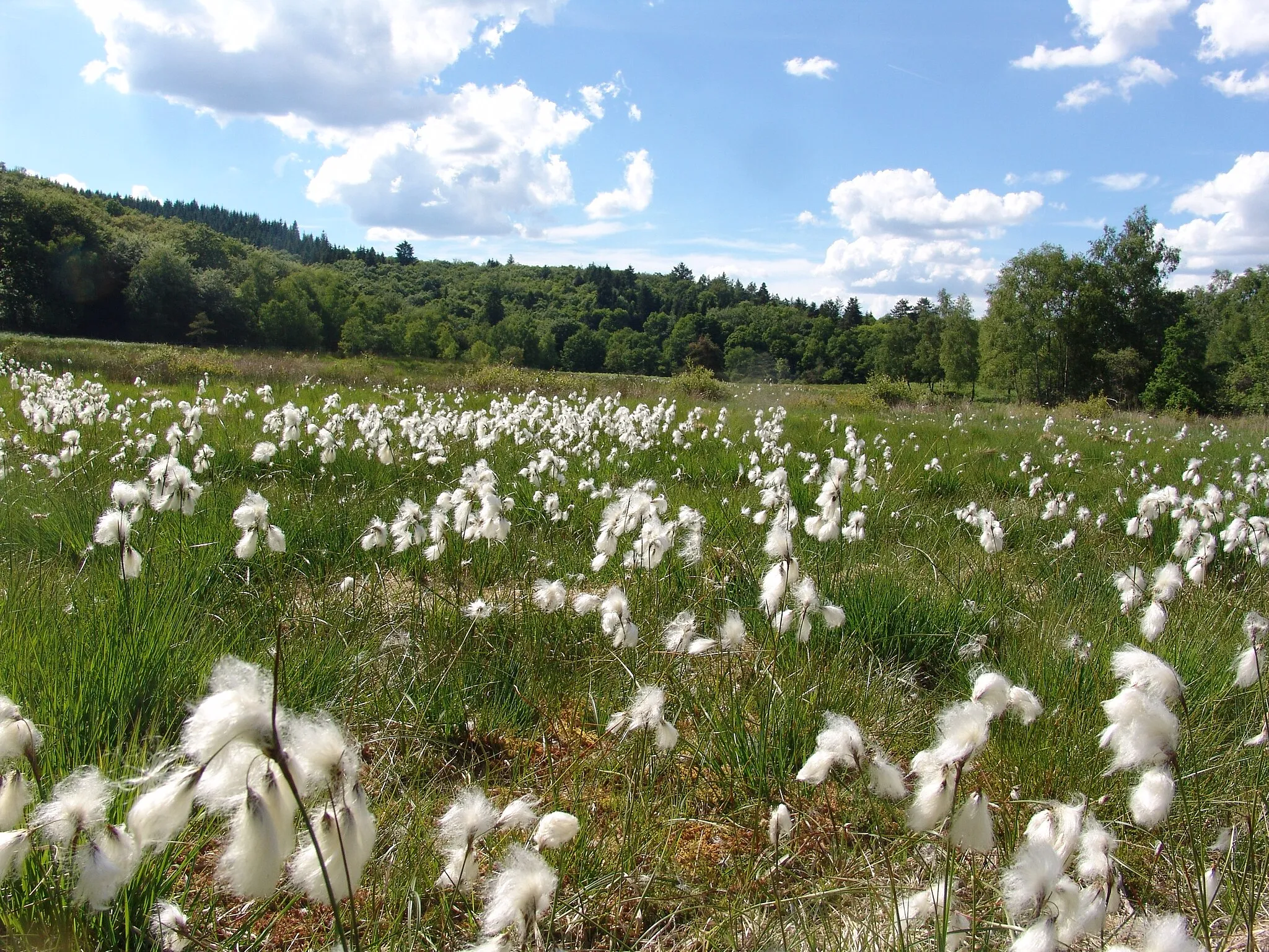 Photo showing: CEN limousin tourbière de Mallety mai (linaigrettes)