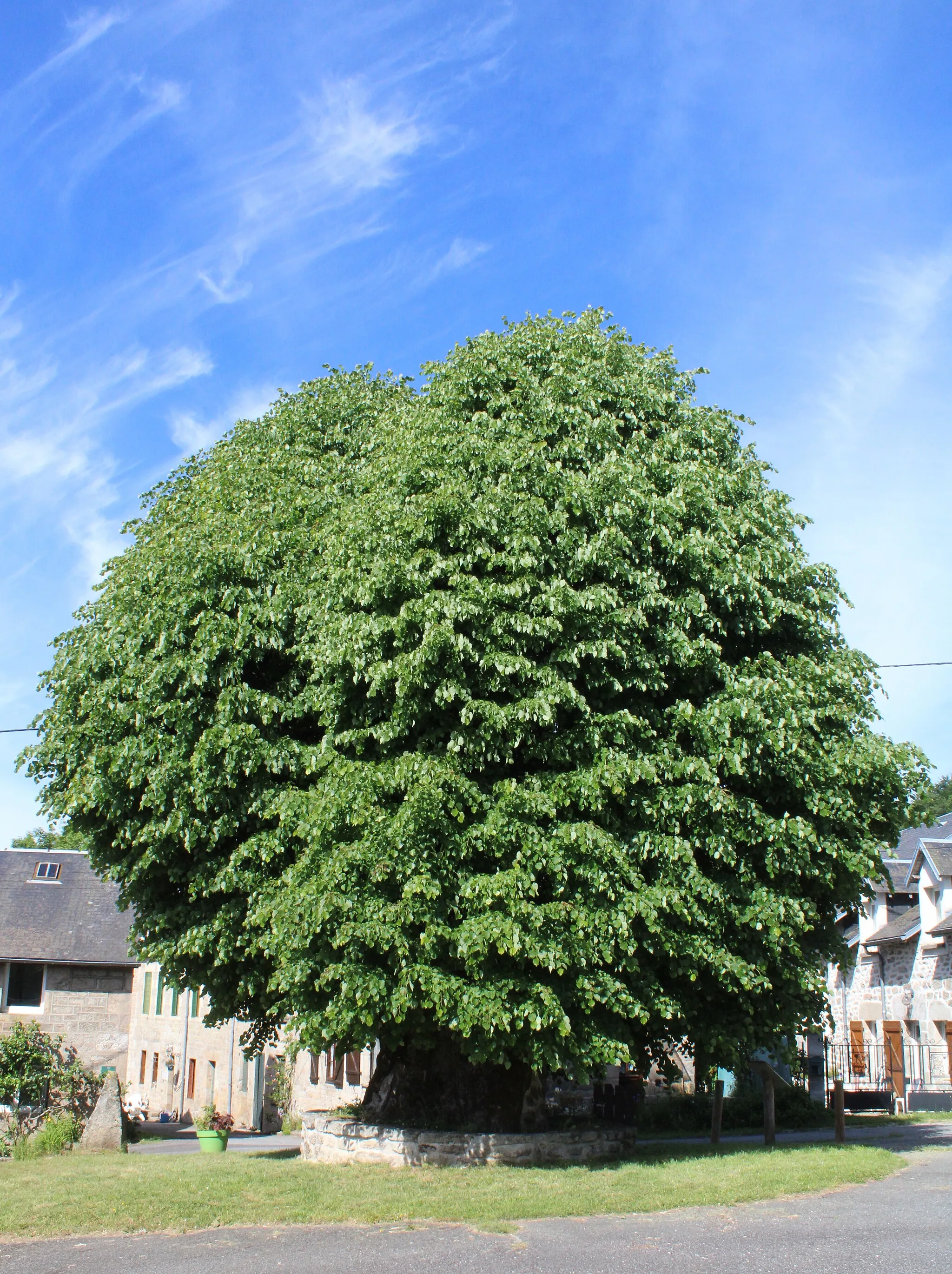 Photo showing: Le tilleul de Sully