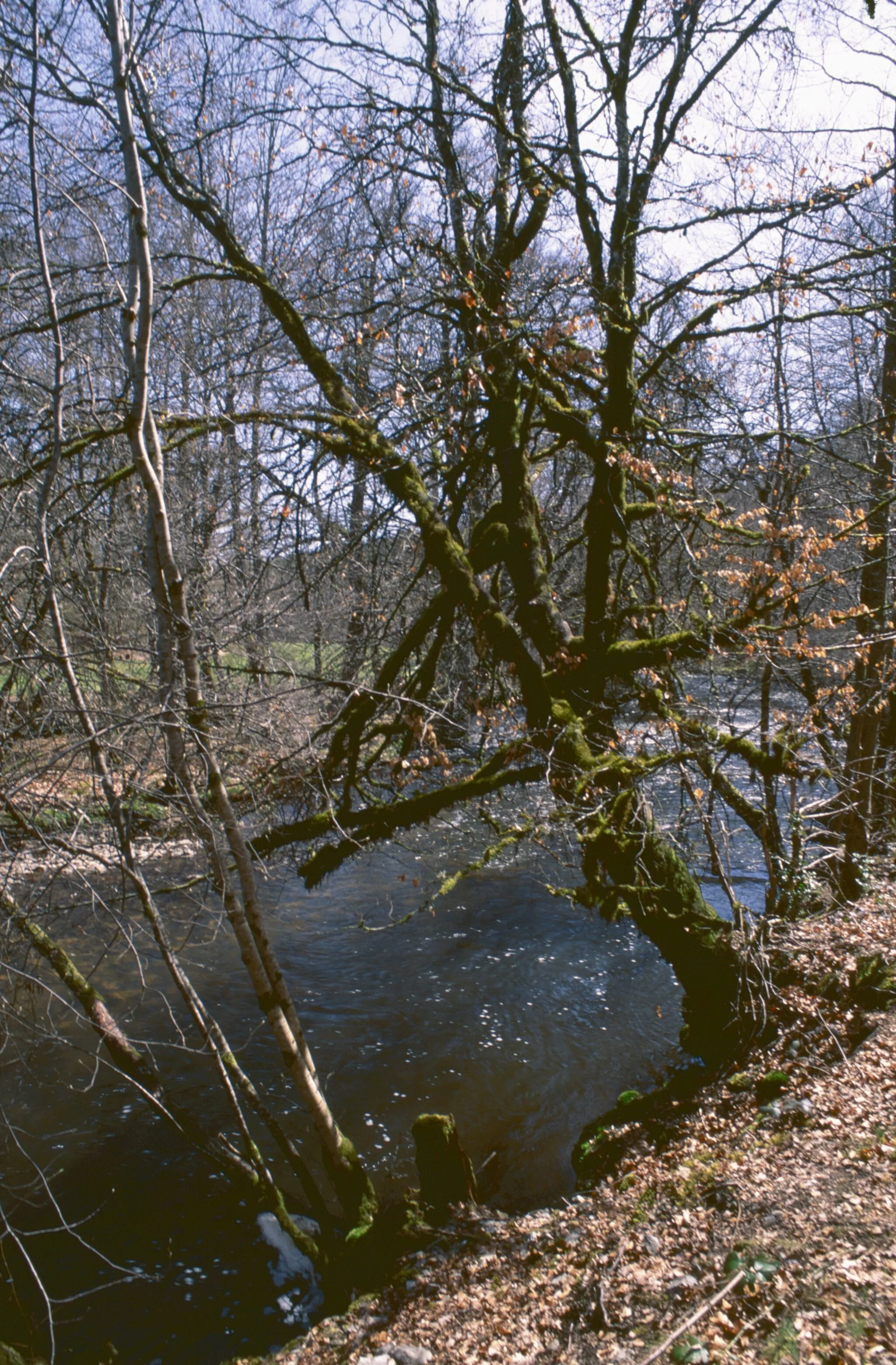 Photo showing: La Diège sur le plateau de Millevache, près du hameau de Confolent (ST-Pardoux-le-Vieux)