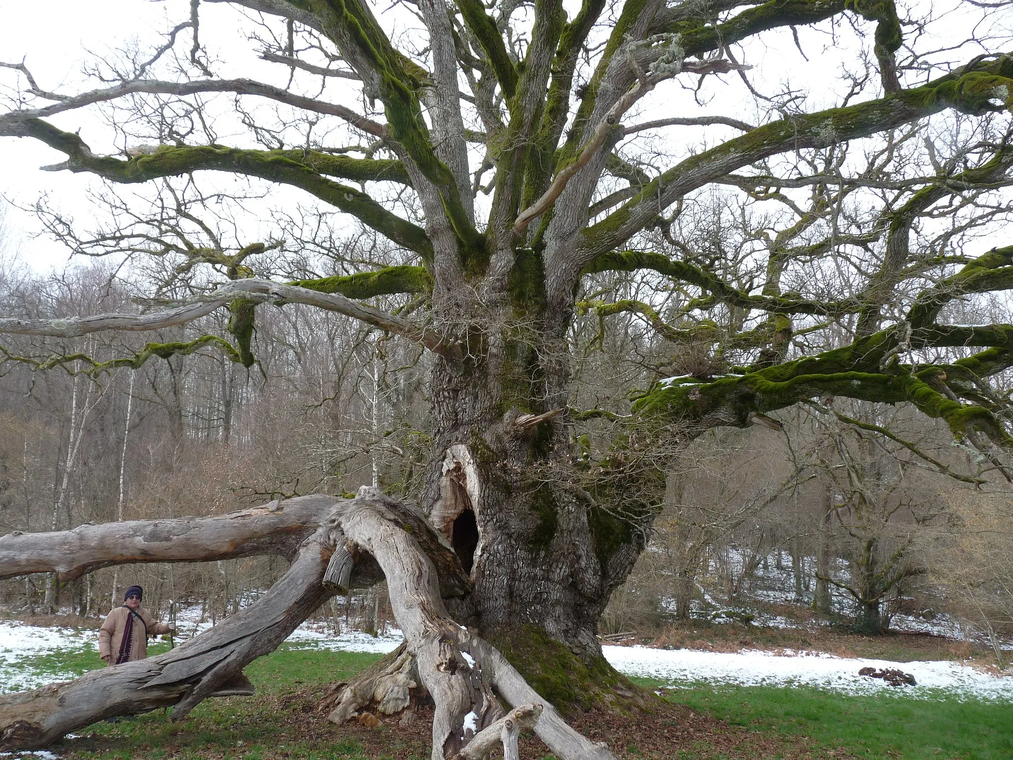 Photo showing: Le chêne remarquable de Sazeirat situé sur la commune d'Arrènes en Creuse