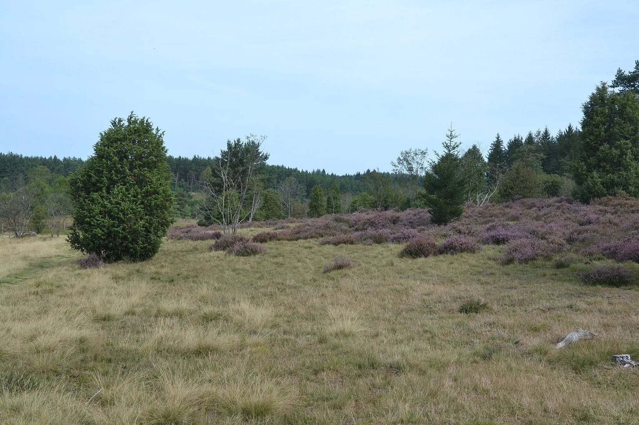 Photo showing: Tourbière de la Mazure (Creuse, France).