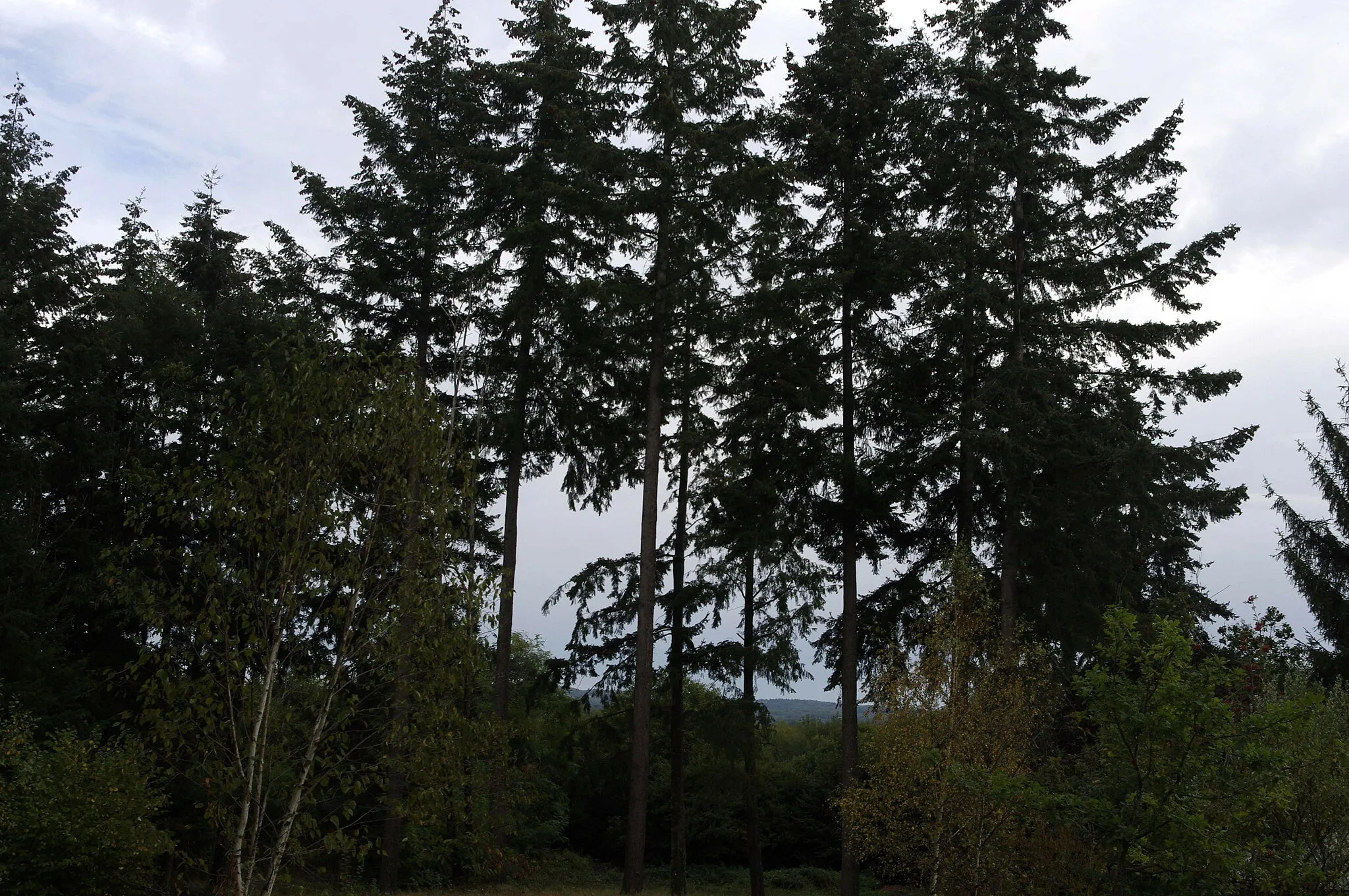 Photo showing: Champsac, Haute-Vienne - Les arbres autour de la chapelle Saint-Roch.