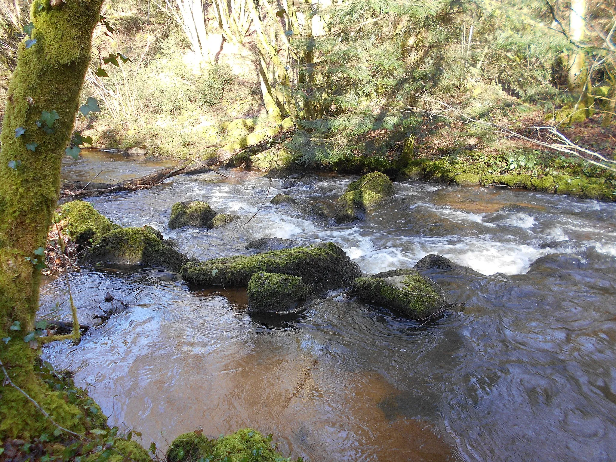 Photo showing: La rivière Trieux dans la forêt du Mesnieux sur la commune de Saint-Barthélemy-de-Bussière, Dordogne, France