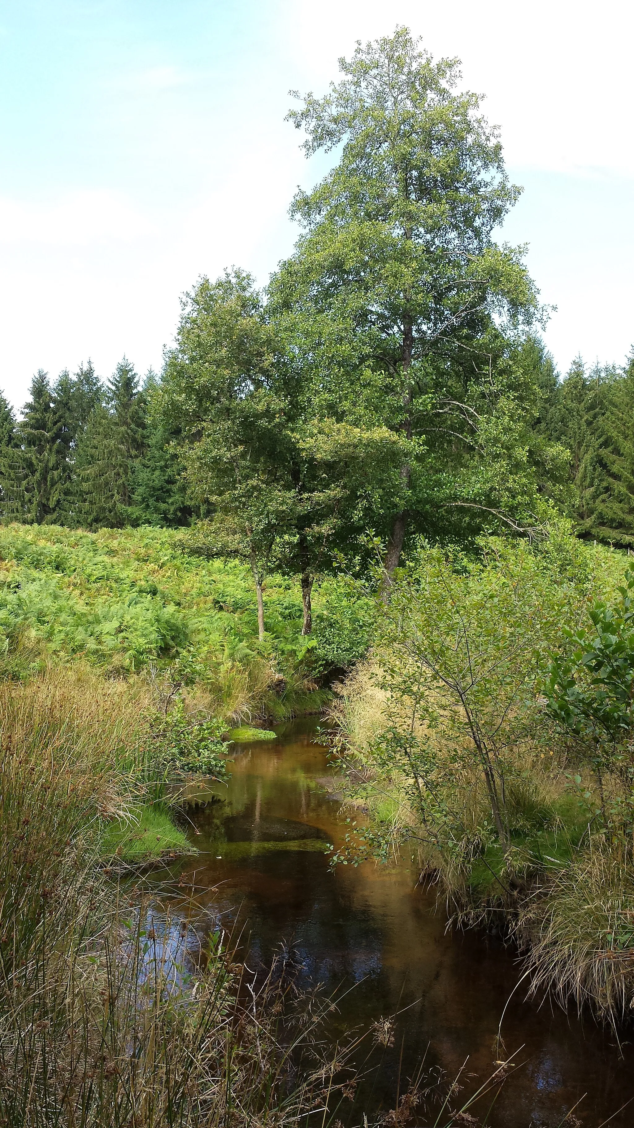 Photo showing: Ruisseau de Boulou, entre les communes d'Affieux (à gauche) et Madranges (à droite) ; Corrèze, France. Photo prise depuis la rive droite, en direction de l'amont, environ 400 à 500 mètres en amont du hameau de Boulou.