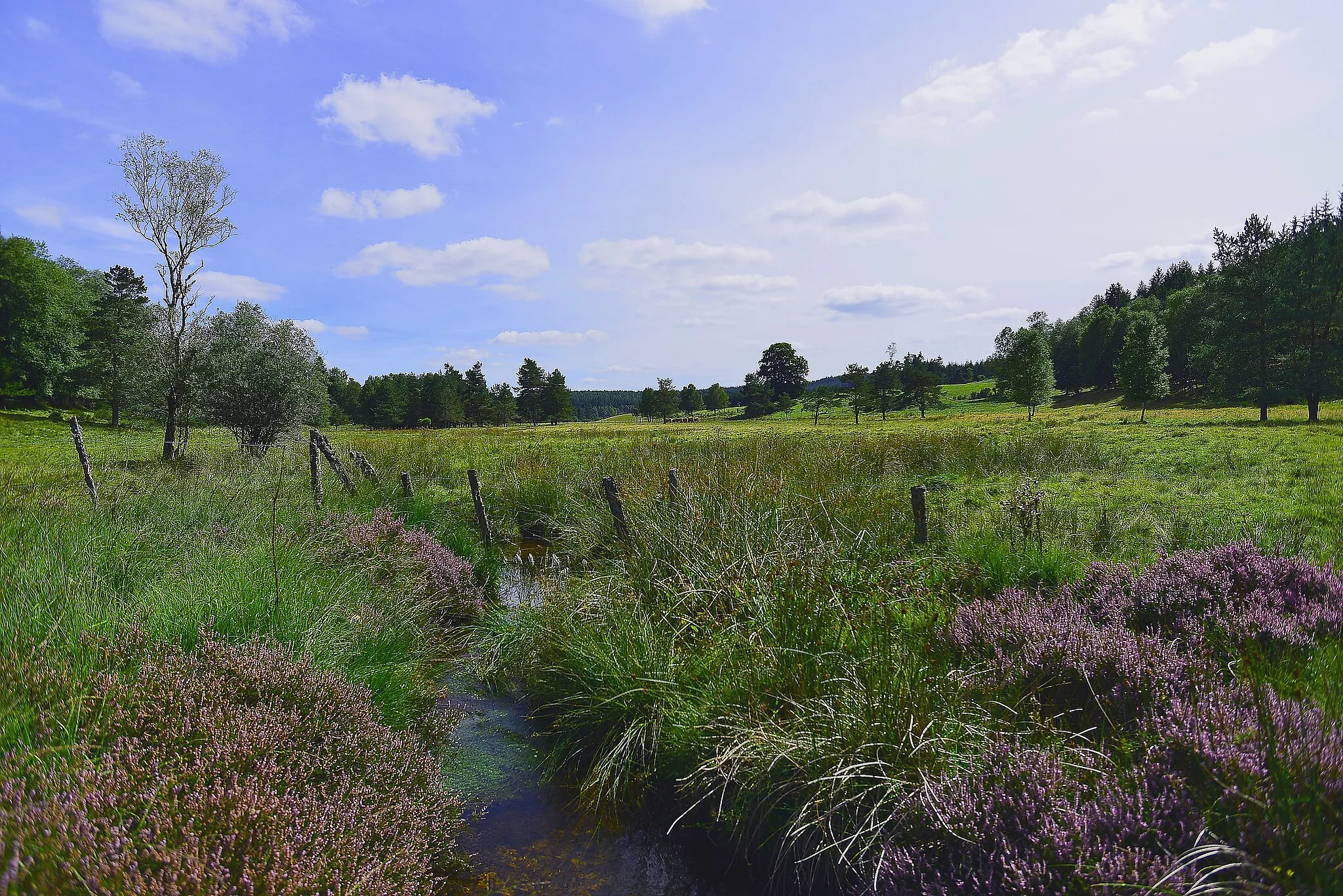 Photo showing: le ruisseau des maison, sur le plateau de Millevaches, France