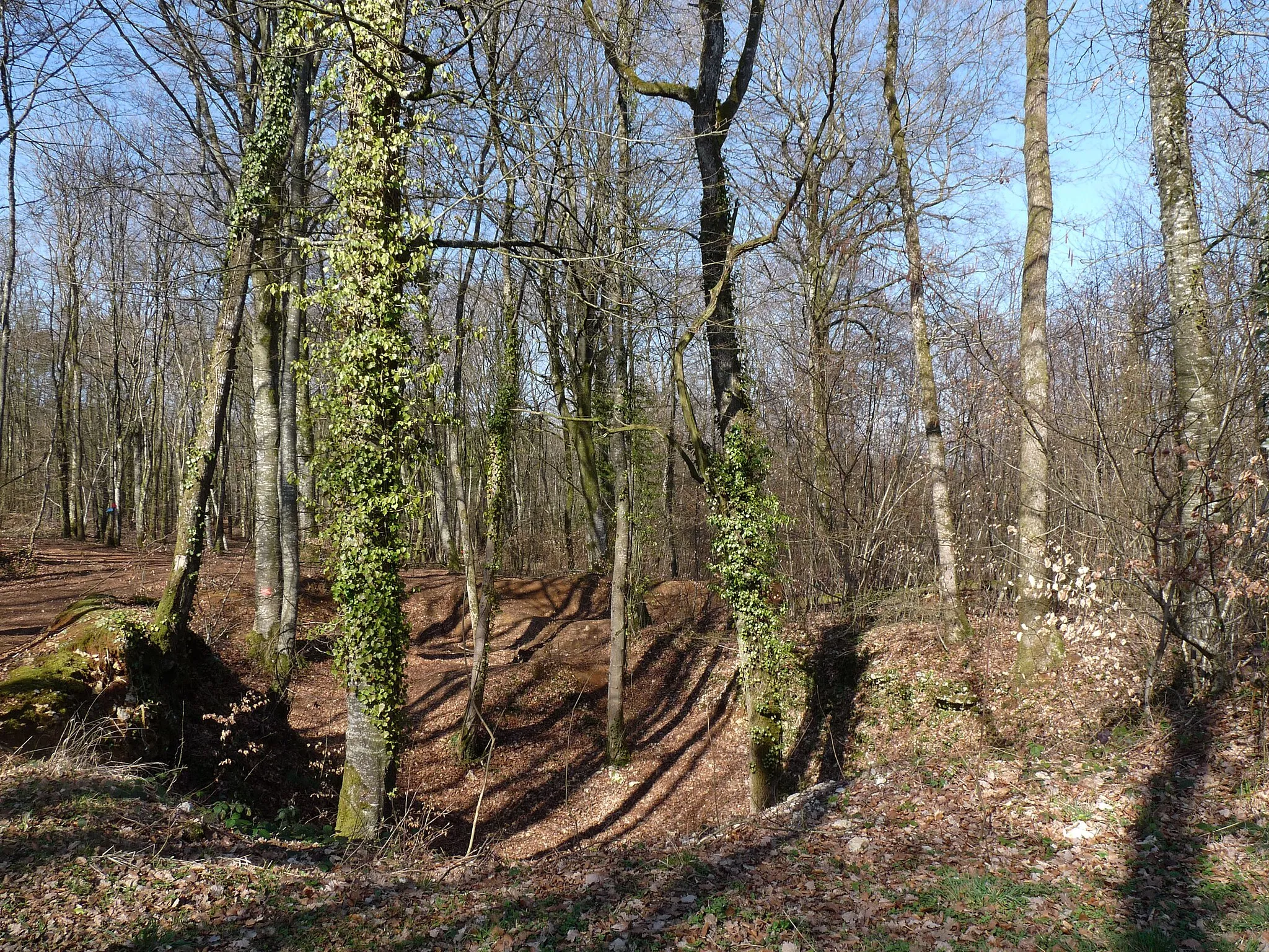 Photo showing: Forêt communale de Montreuil-sur-Thonnance (Haute-Marne)