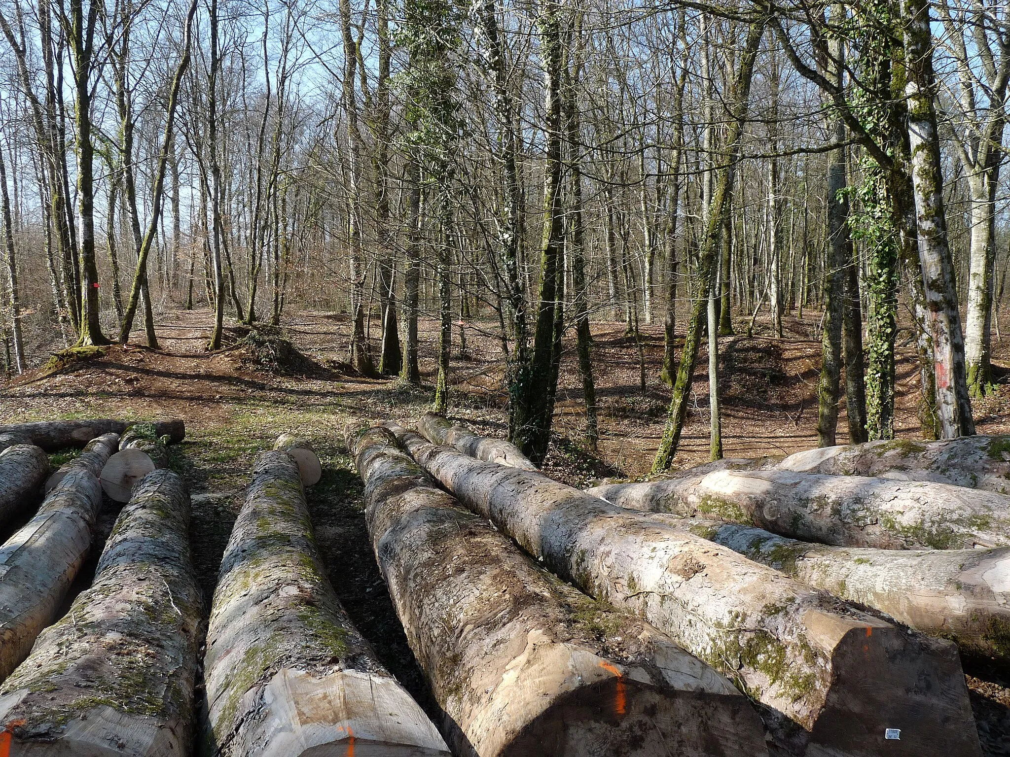 Photo showing: Forêt communale de Montreuil-sur-Thonnance (Haute-Marne)