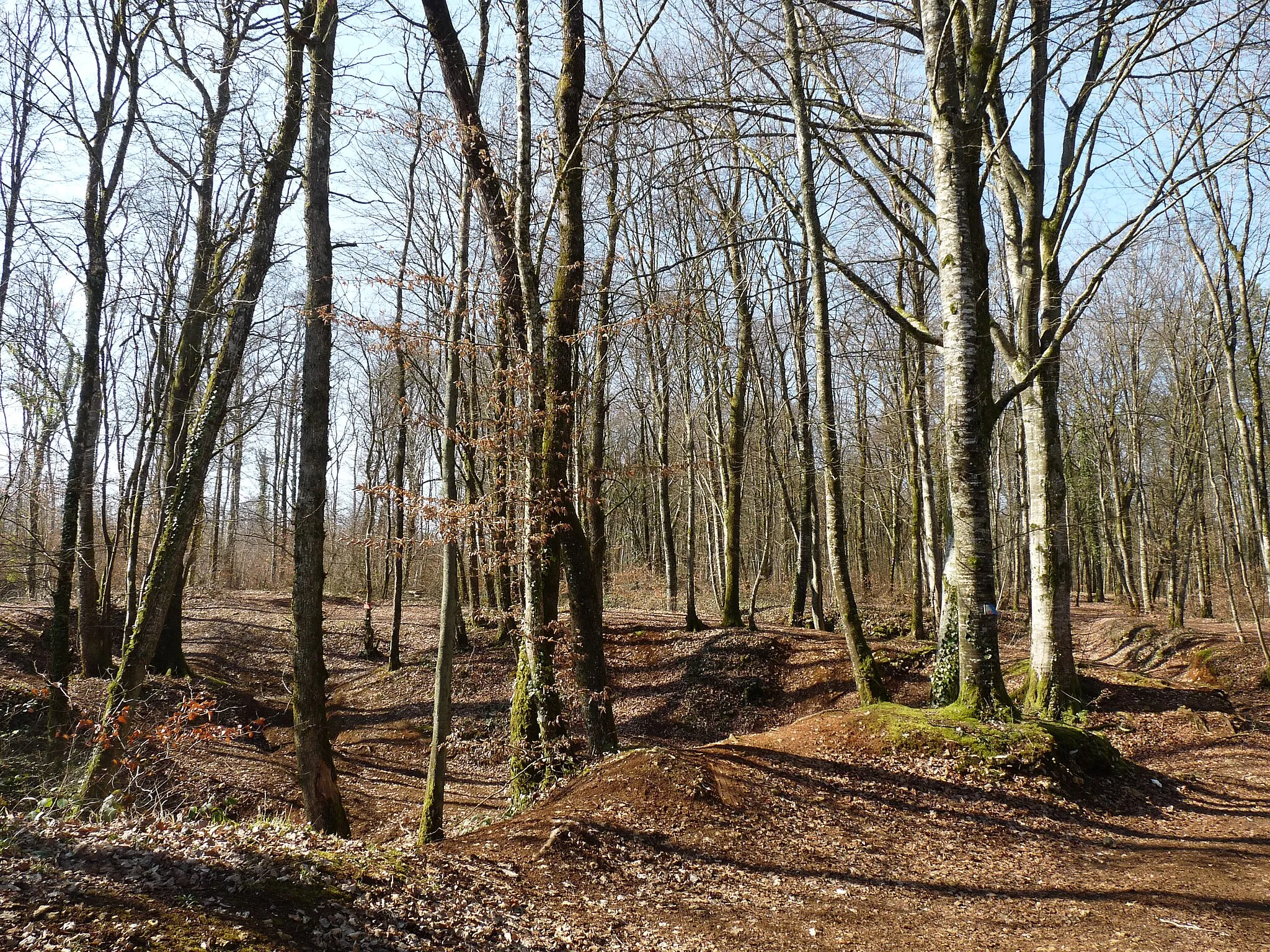 Photo showing: Forêt communale de Montreuil-sur-Thonnance (Haute-Marne)