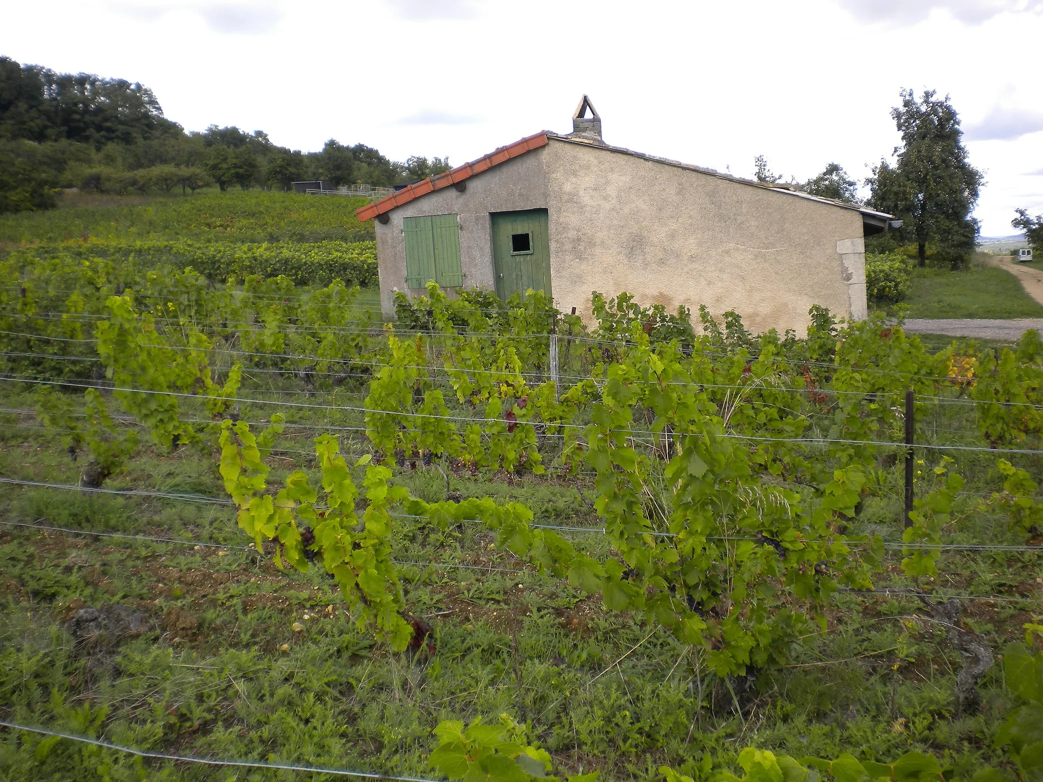 Photo showing: Photographie de la partie nord du vignoble de Bulligny, Rue des Vignes, à Bulligny, Meurthe-et-Moselle, Lorraine, France.