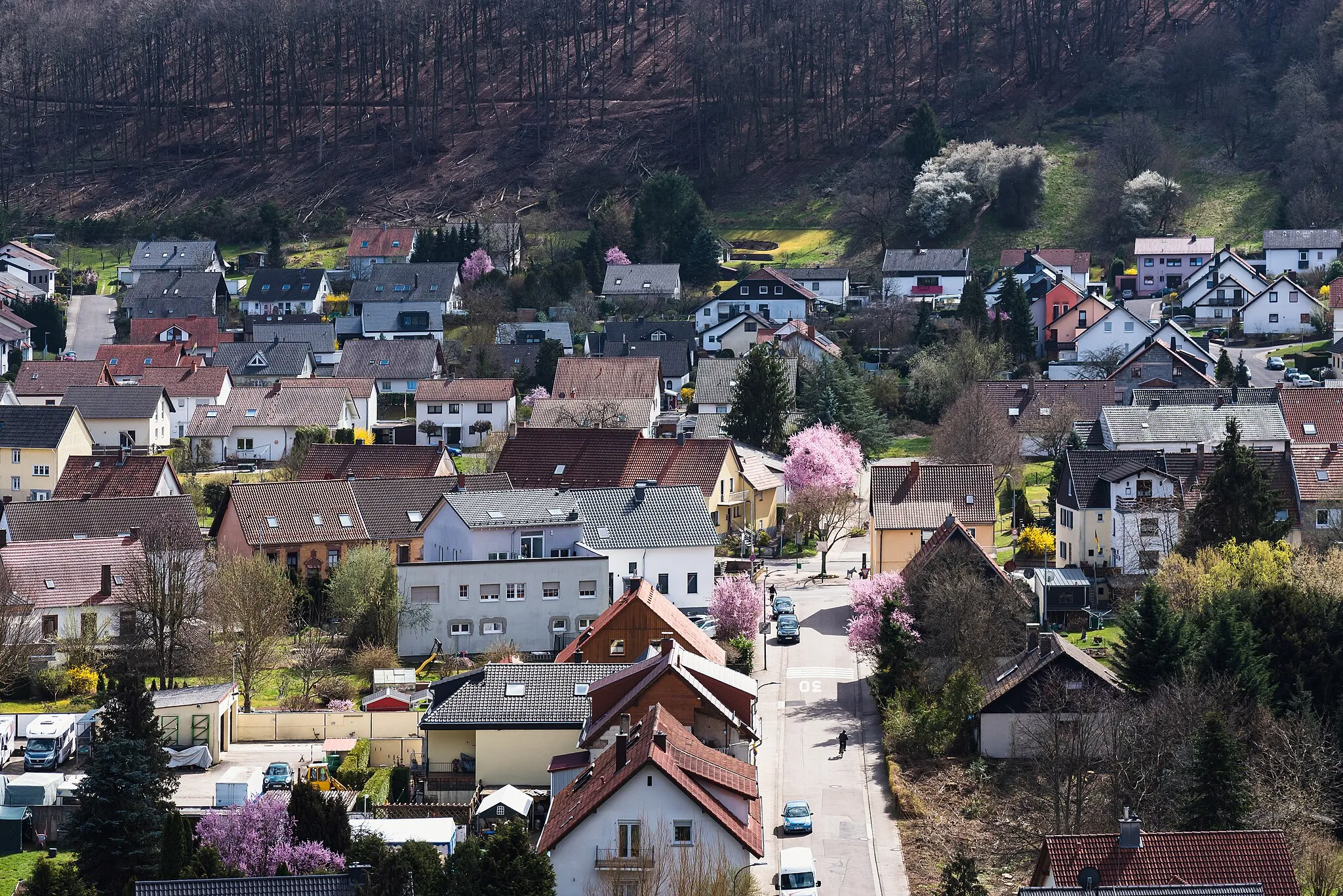 Photo showing: View on Oberwürzbach from a hill at the hiking trail Hüttenwanderweg. Cherry trees with pink blossoms stand especially out in this scenery.