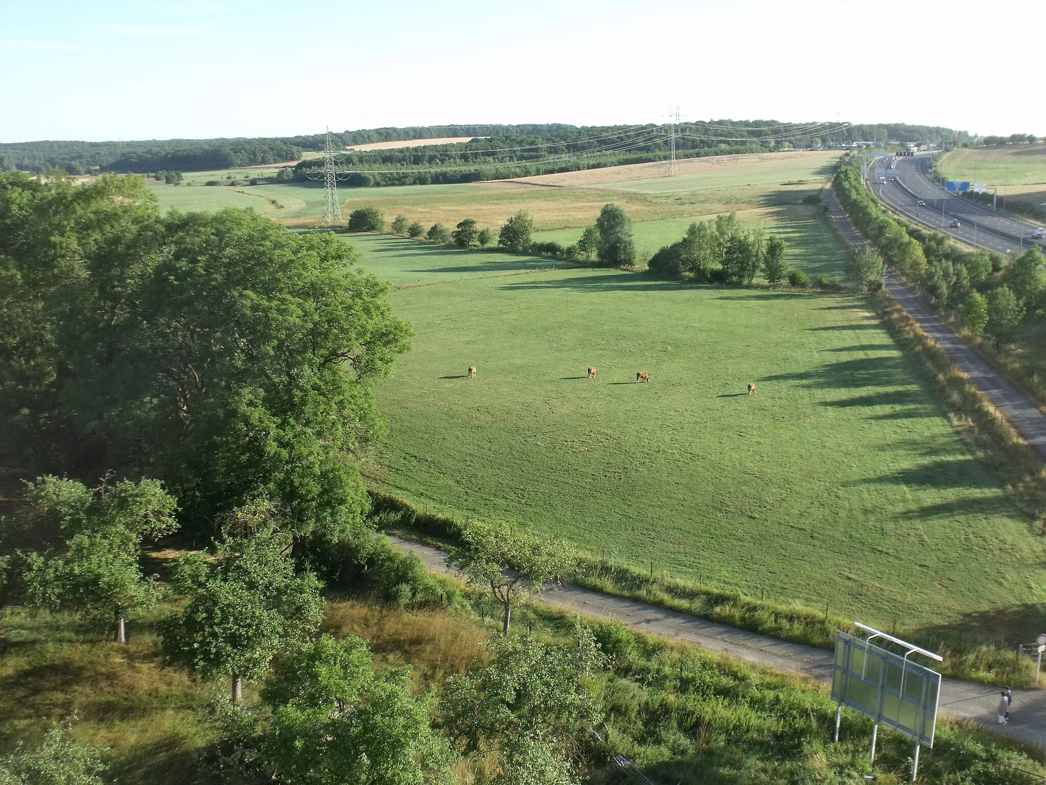 Photo showing: Cows in the countryside by the A3 motorway, in Livange commune, Luxembourg.