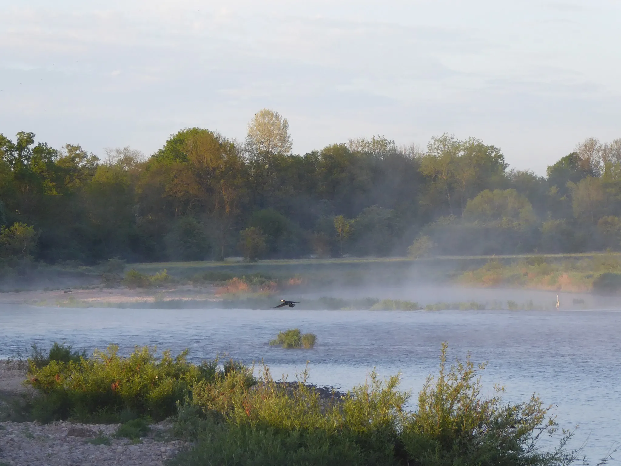 Photo showing: Grand Cormoran et héron cendré dans la brume matinale près de Bainville-aux-Miroirs dans la réserve naturelle régionale de la Moselle sauvage.