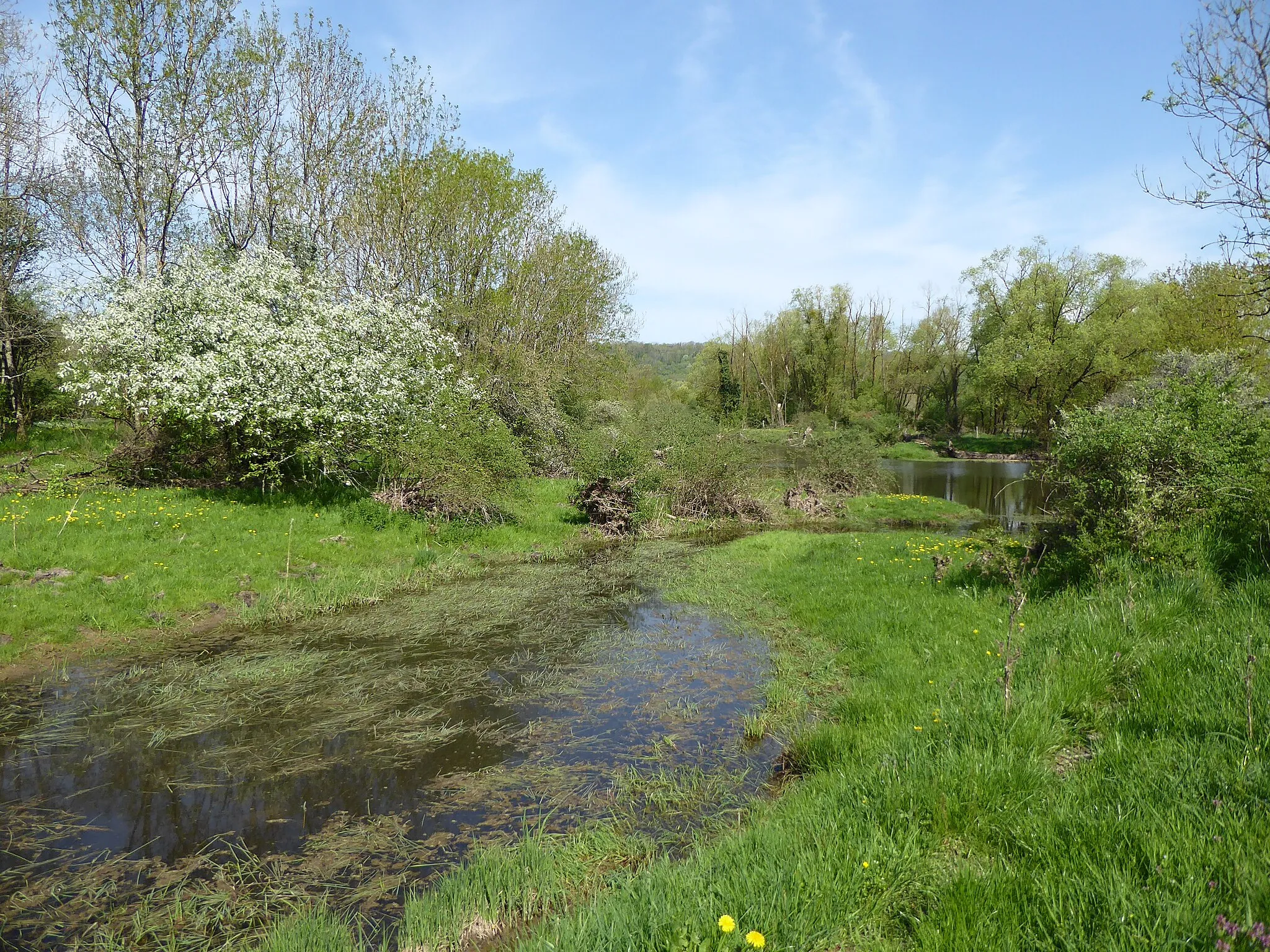 Photo showing: Bras mort de la Moselle près de Bainville-aux-Miroirs dans la réserve naturelle régionale de la Moselle sauvage.