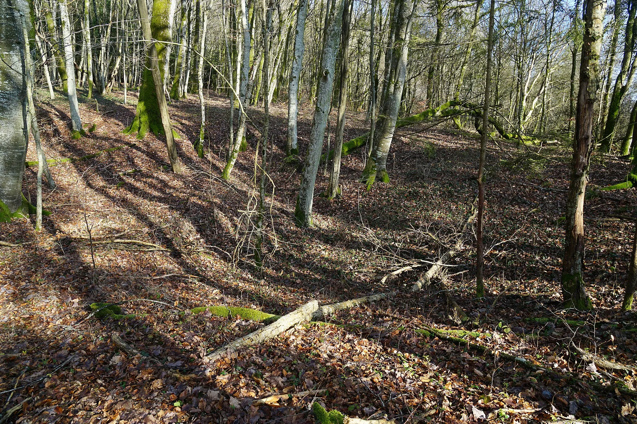 Photo showing: Terril du puits situé au Nord de La Rouillie (concession de la Vacheresse).