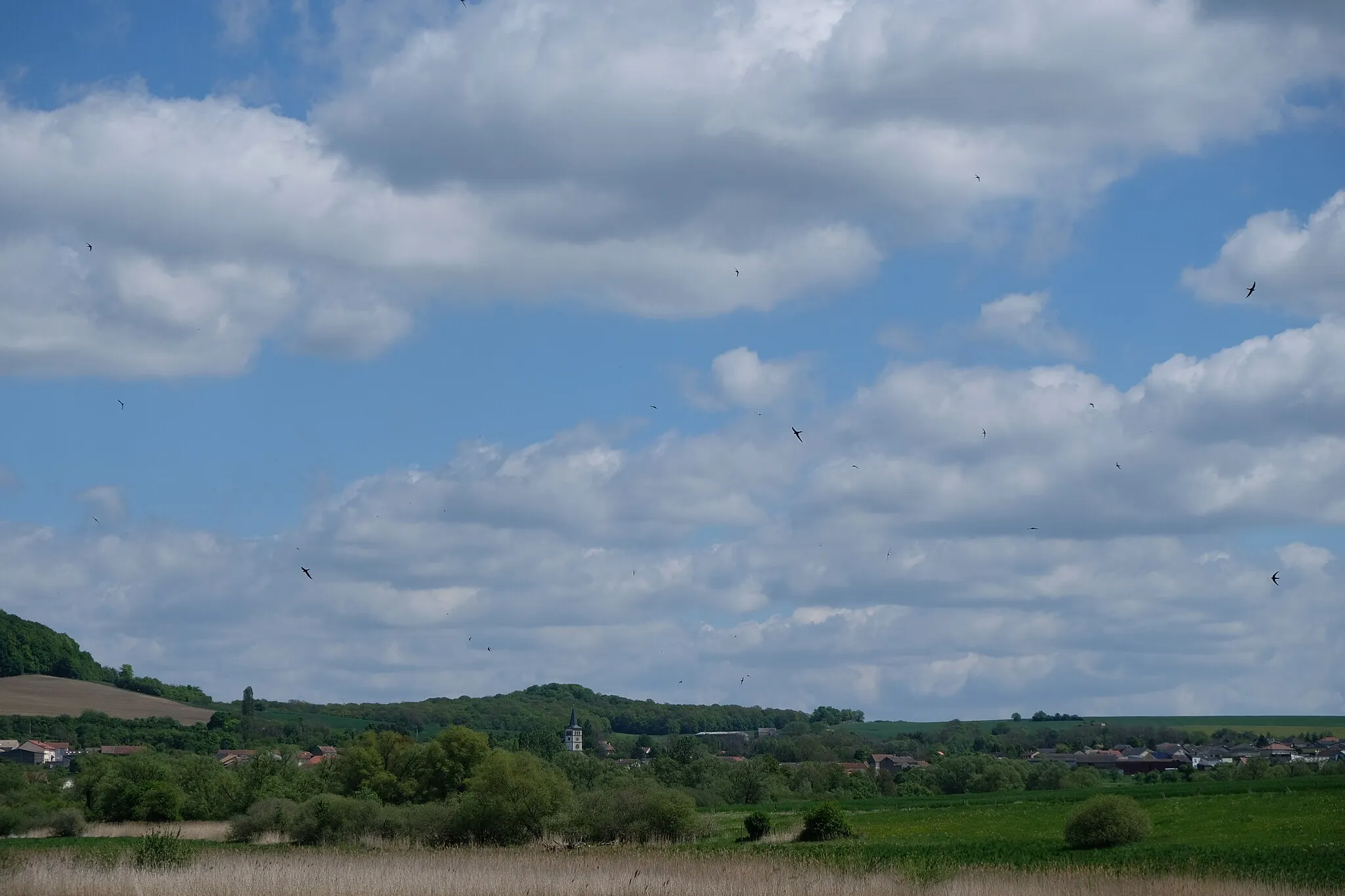 Photo showing: Vol de martinets noirs (Apus apus) dans la réserve naturelle régionale de la zone humide du moulin de Velving et Téterchen.