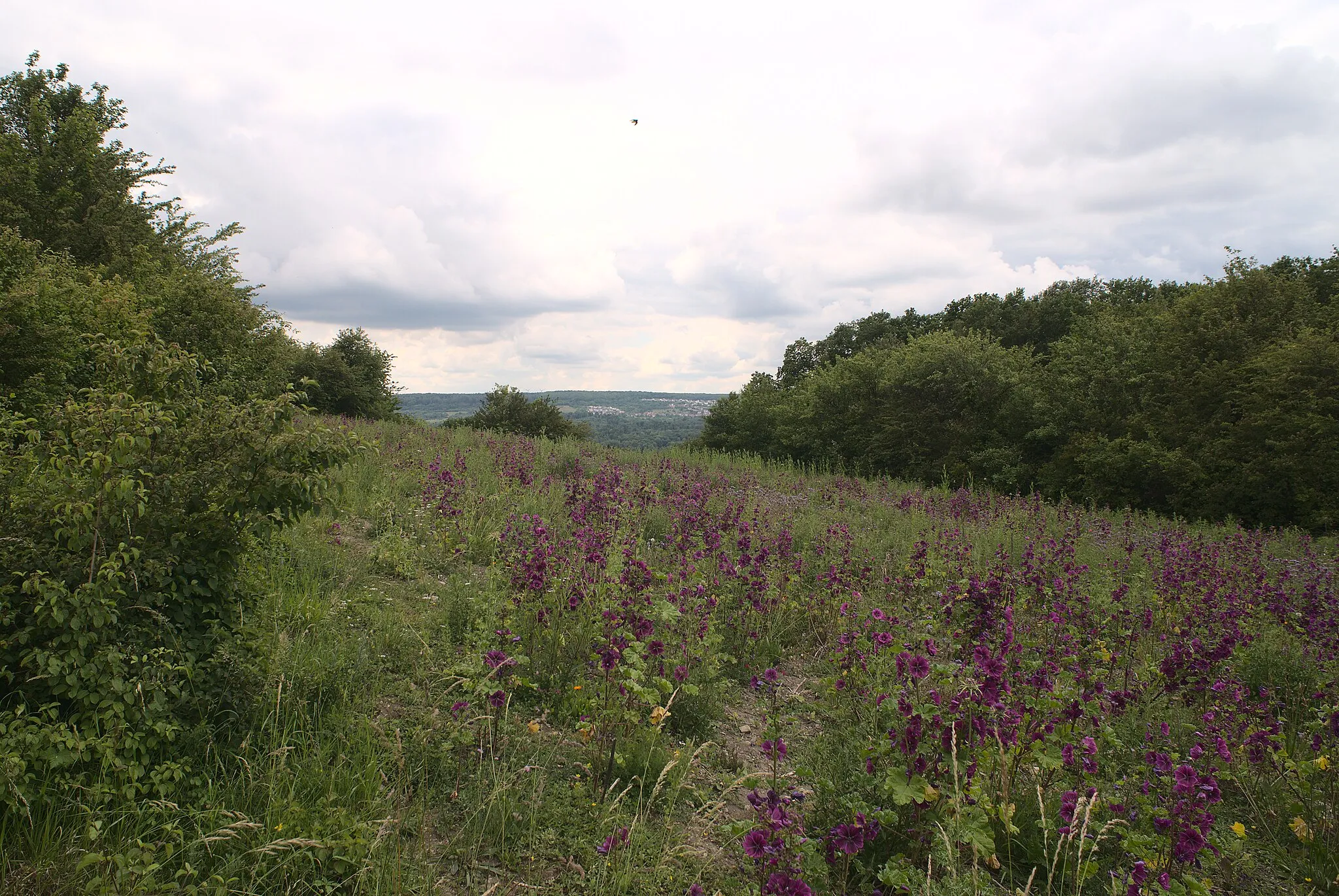 Photo showing: Aussicht von dem Naturschutzgebiet Birzberg, Honigsack/Kappelberghang bei Fechingen über ein Feld mit Malven auf Güdingen.