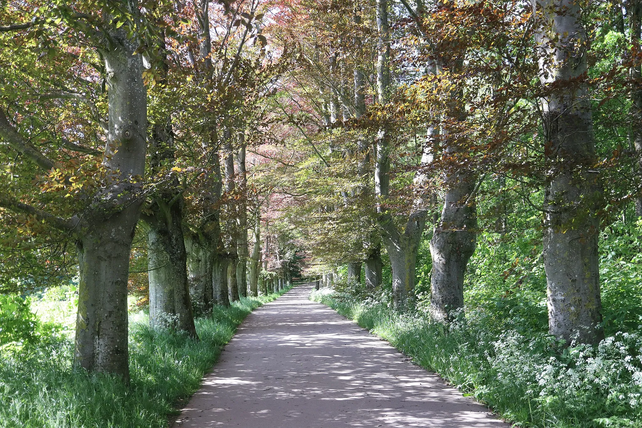 Photo showing: Tree allee on the Gehaansbierg Dudelange