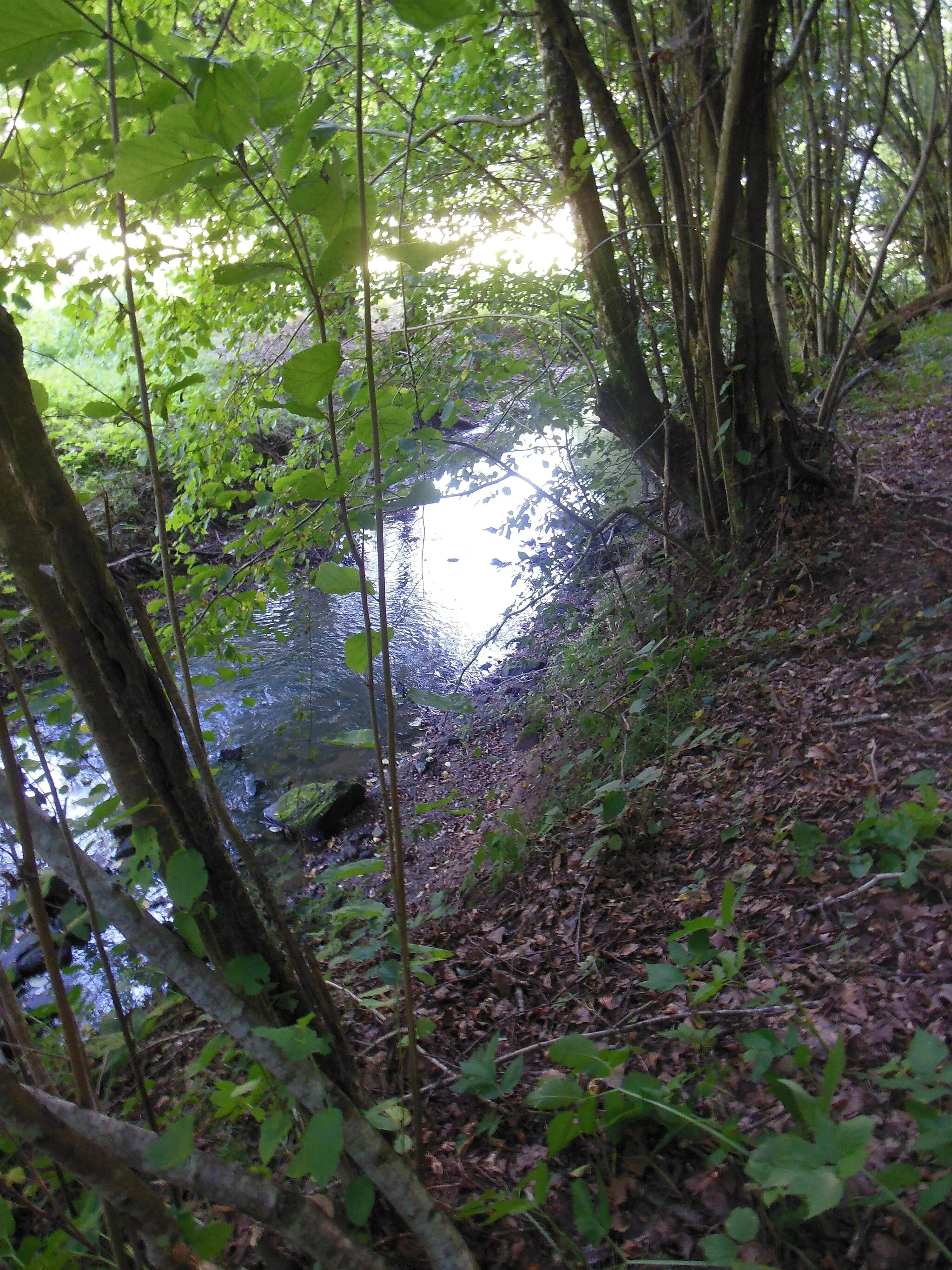 Photo showing: Buttenbach-Muenzbach Brook in Montbronn