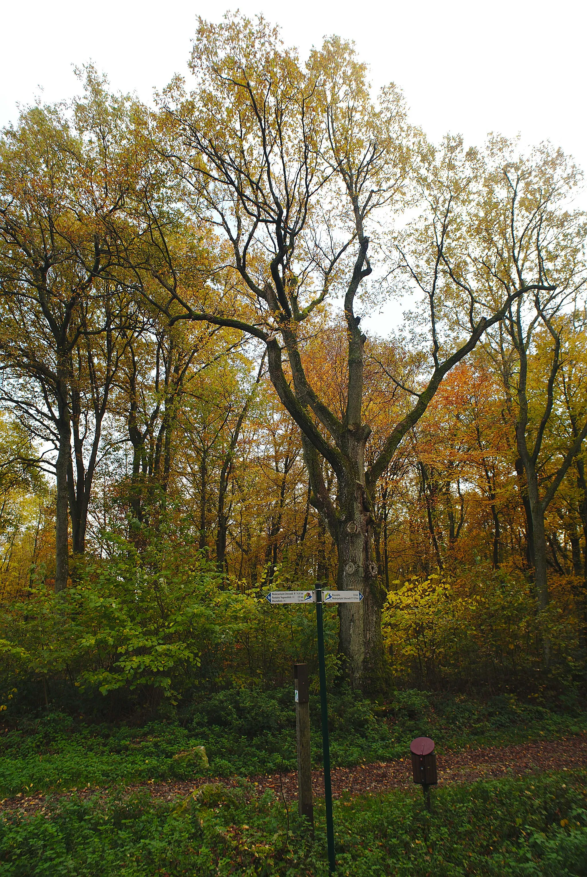 Photo showing: Das Naturdenkmal, die sogenannte Dicke Eiche.