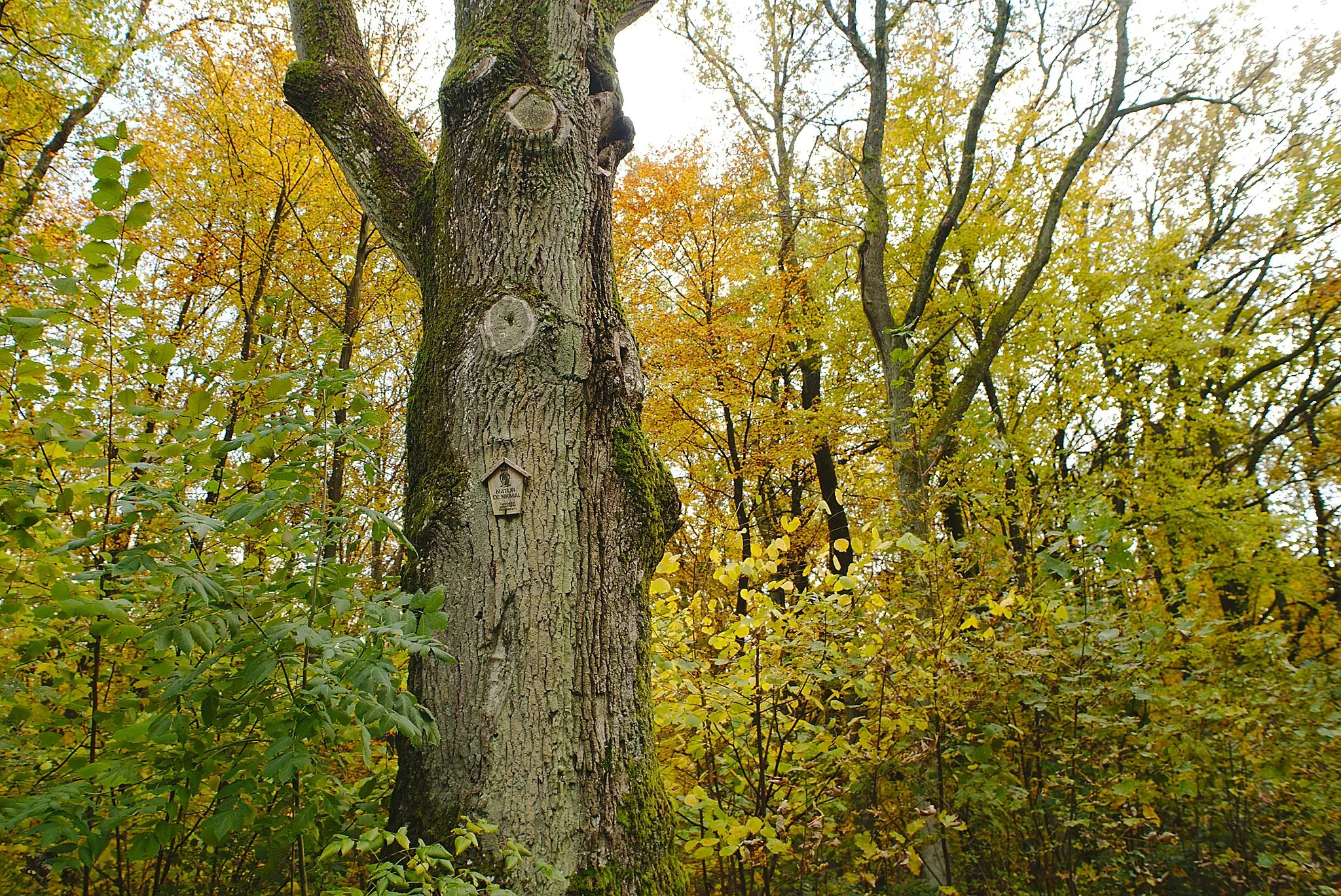 Photo showing: Der Stamm der Dicken Eiche in Kleinblittersdorf. Sie ist ein geschützter Landschaftsbestandteil und befindet sich in dem Gemeindewald Auersmacher nahe Sitterswald.
