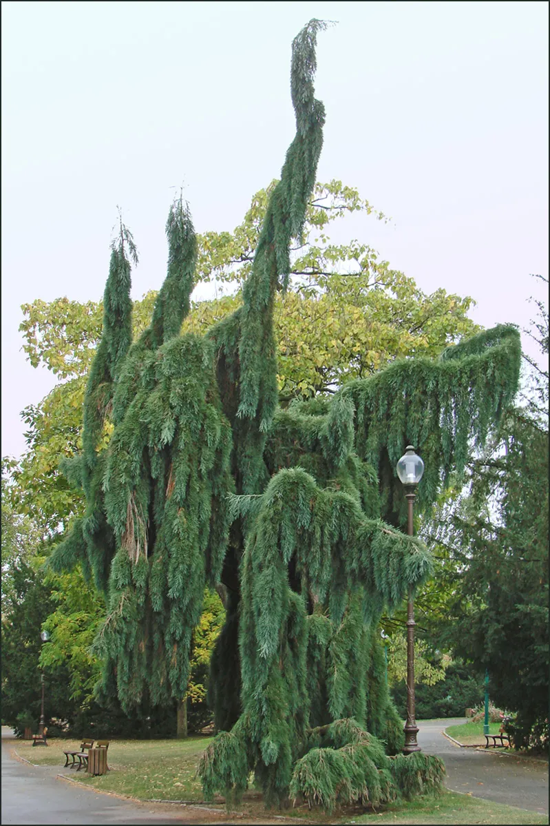 Photo showing: Sequoiadendron gigenteum 'Pendulum'
Séquoia pleureur
Taxodiacées

Parc Sainte-Marie à Nancy
