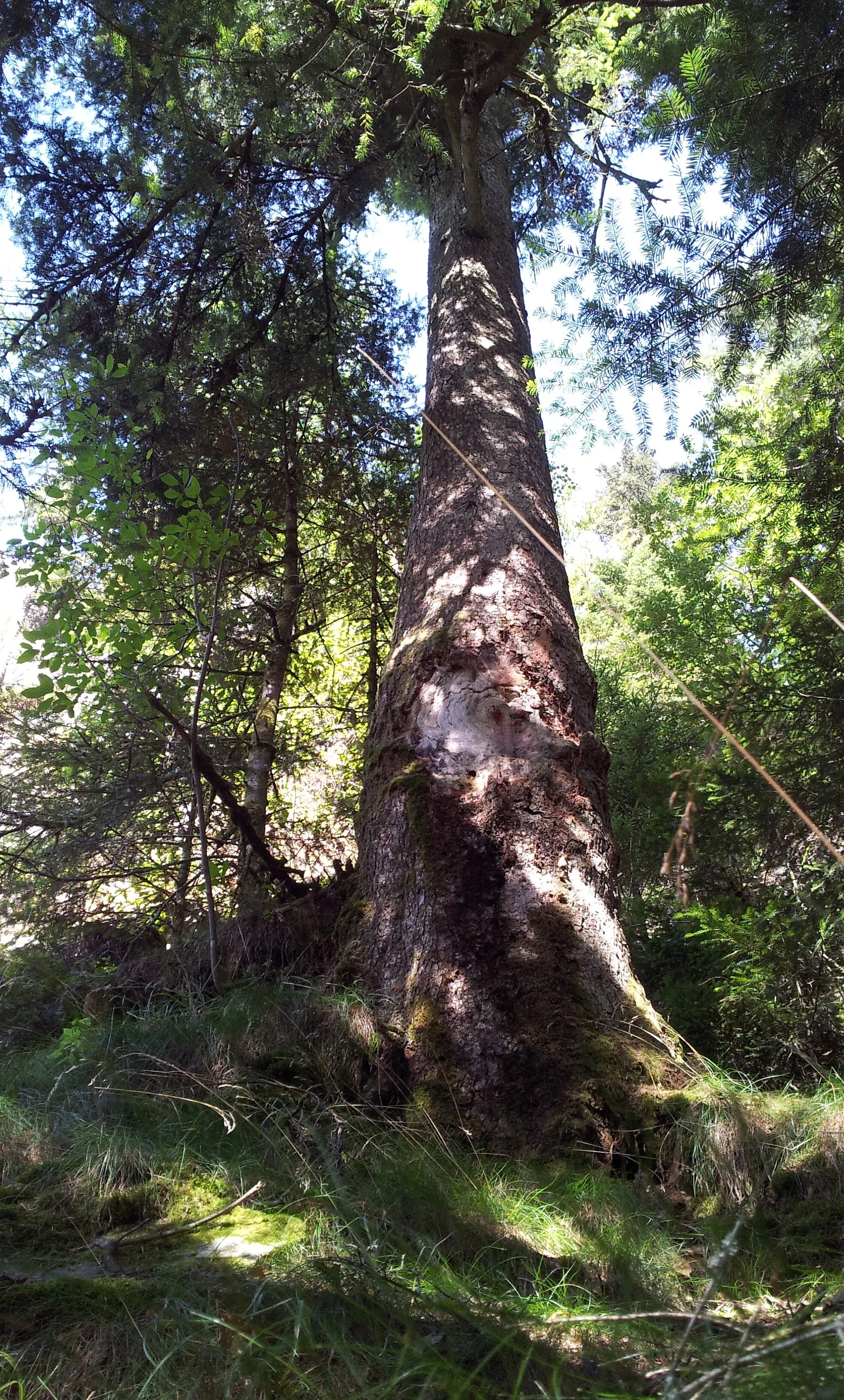 Photo showing: grand sapin (Faymont).