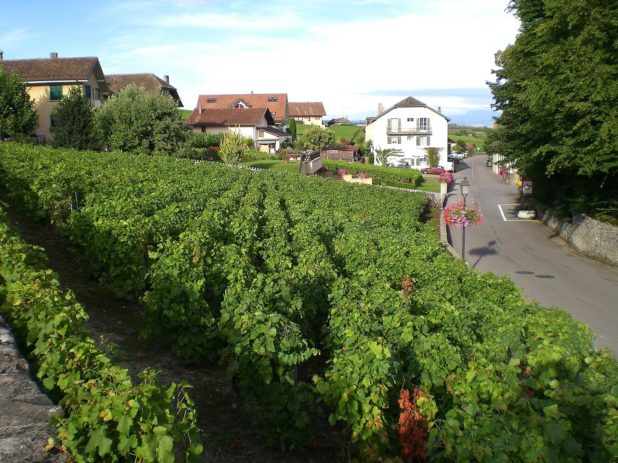 Photo showing: View of Féchy village