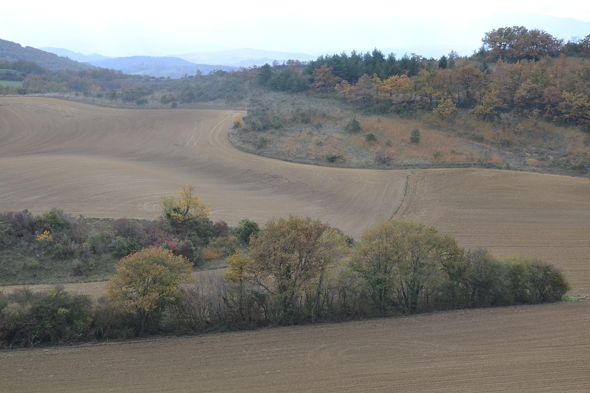 Photo showing: Champs près de Seignalens (Aude, France).