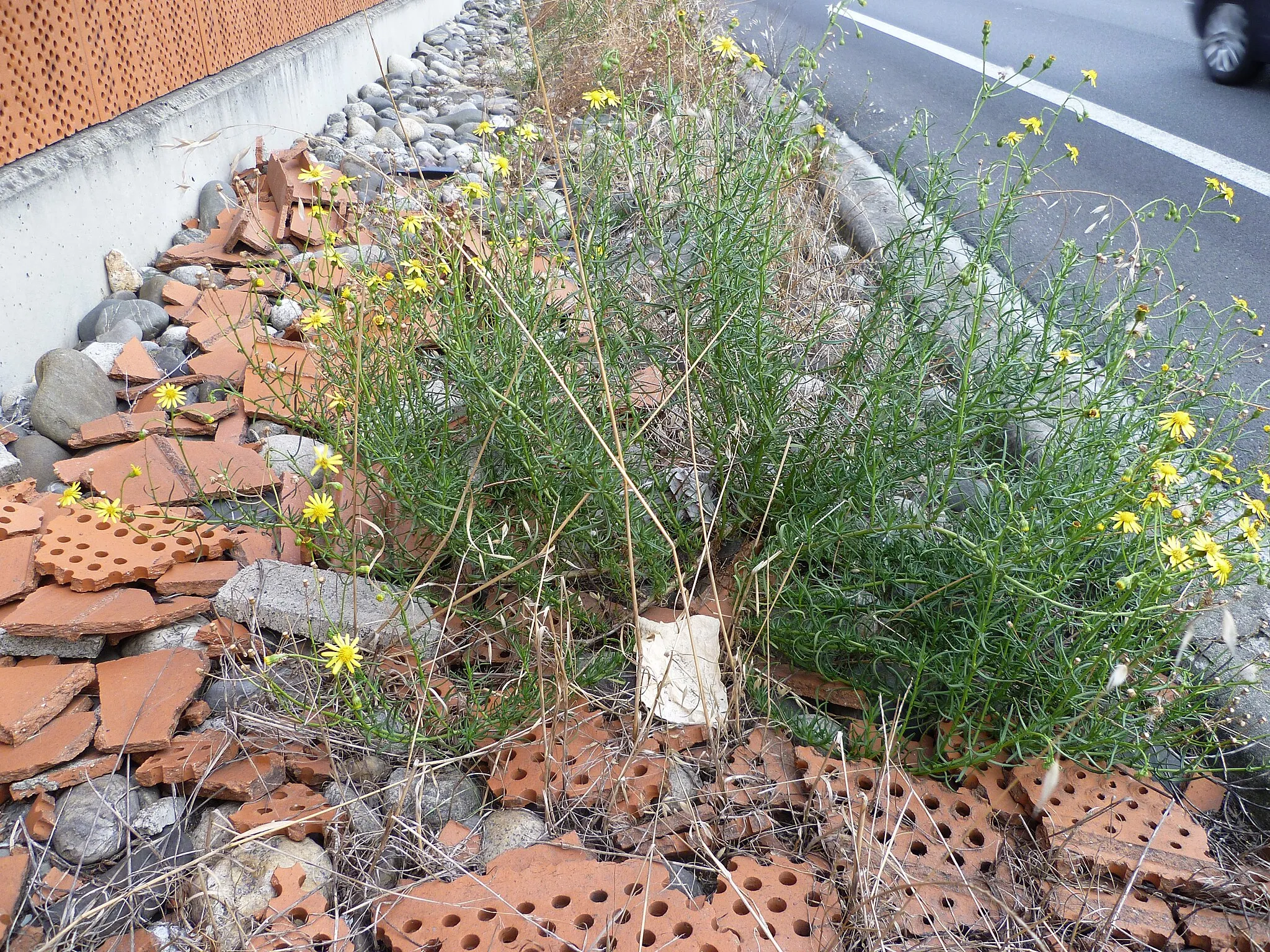 Photo showing: Senecio inaequidens, avenue du Corps Franc Pommies à Toulouse.