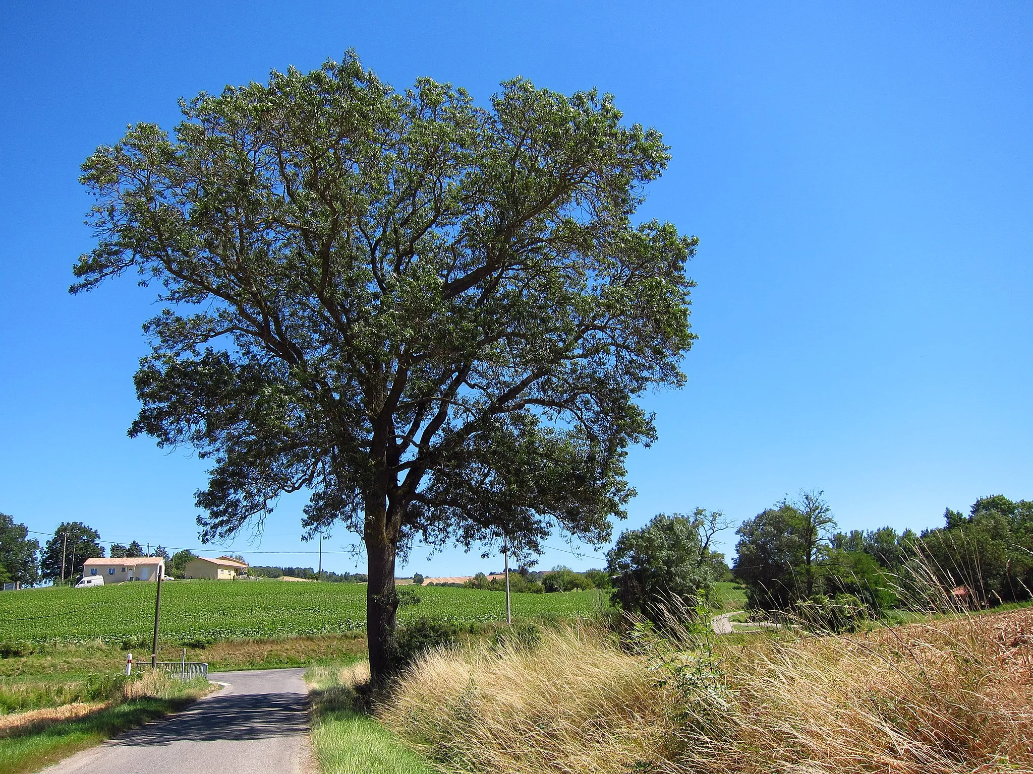 Photo showing: Mérenvielle (Haute-Garonne, Midi-Pyrénées, France) : Un vieux frêne (Fraxinus excelsior) au bord de la route.