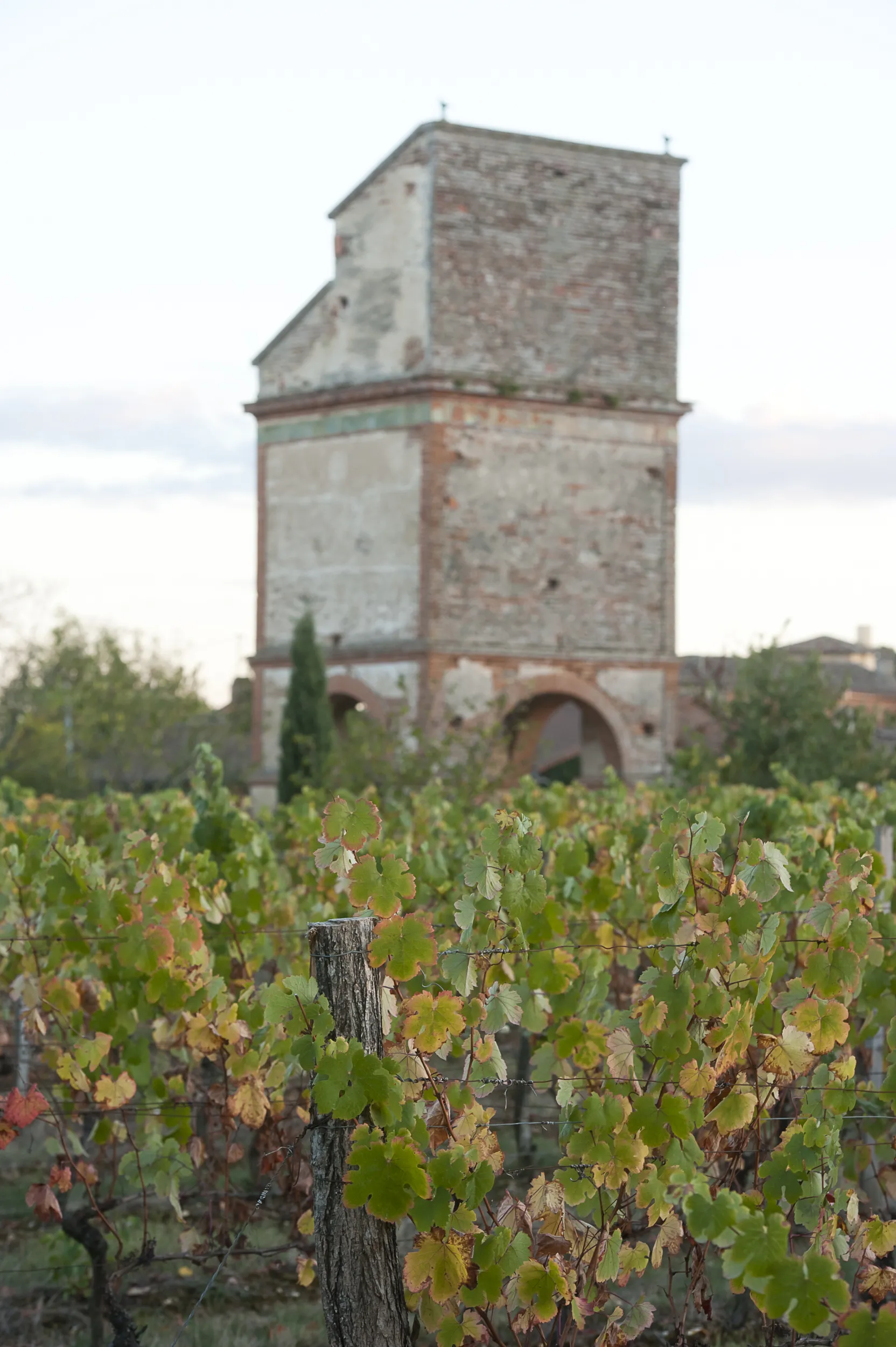 Photo showing: Vignoble de Fronton