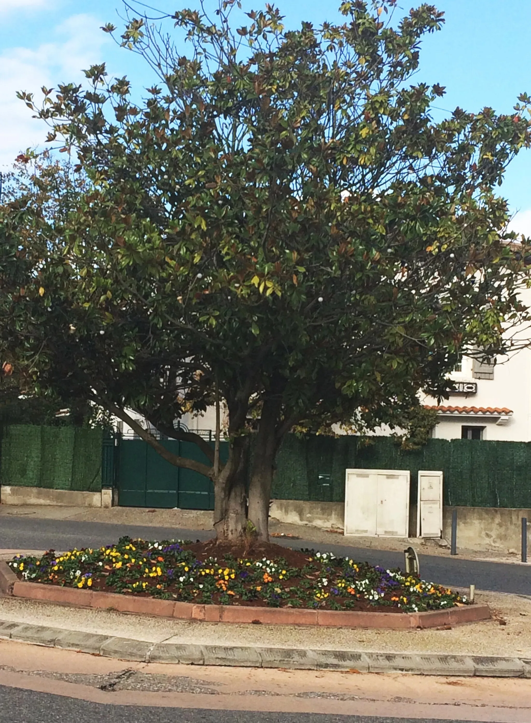 Photo showing: Blagnac (Haute-Garonne, France) - Le magnolia de la Place Plan du Port, planté au milieu des années 2000.