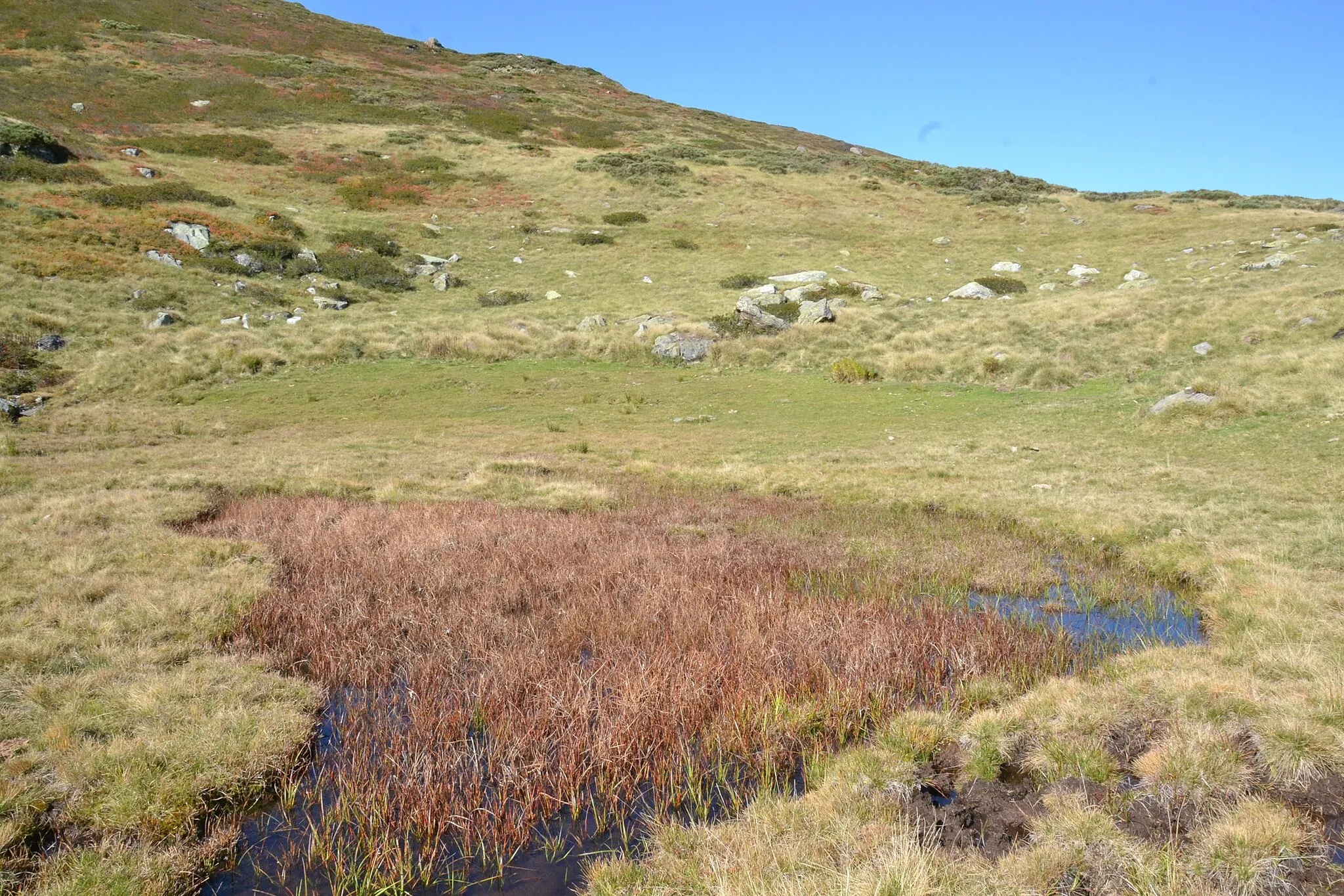 Photo showing: Zone humide près de l'étang de Fage Belle, dans le massif de Tabe (Montferrier, Ariège, France).