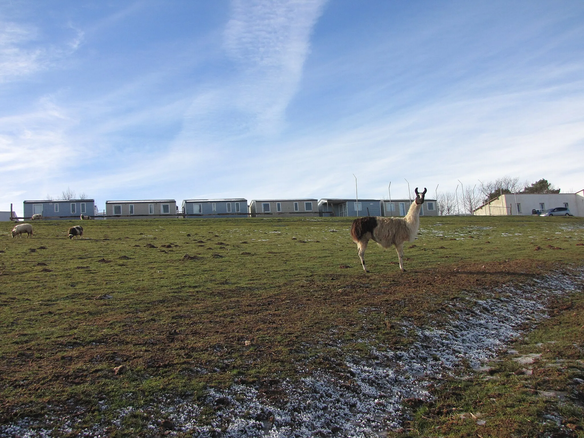 Photo showing: Lama in the Zoo des 3 vallées