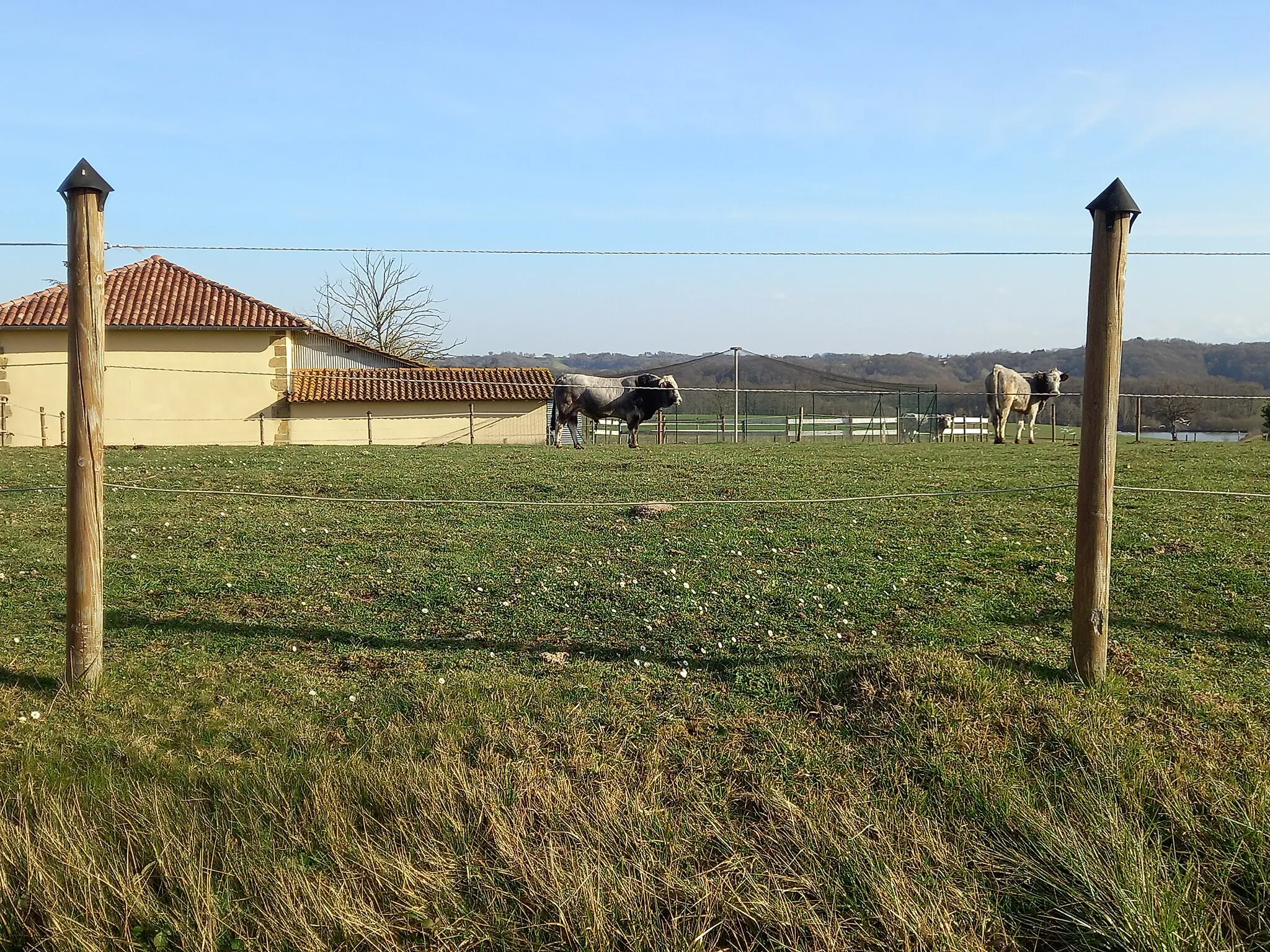 Photo showing: Bovins au lieu-dit Le Traquet à Arrouède en février 2022.