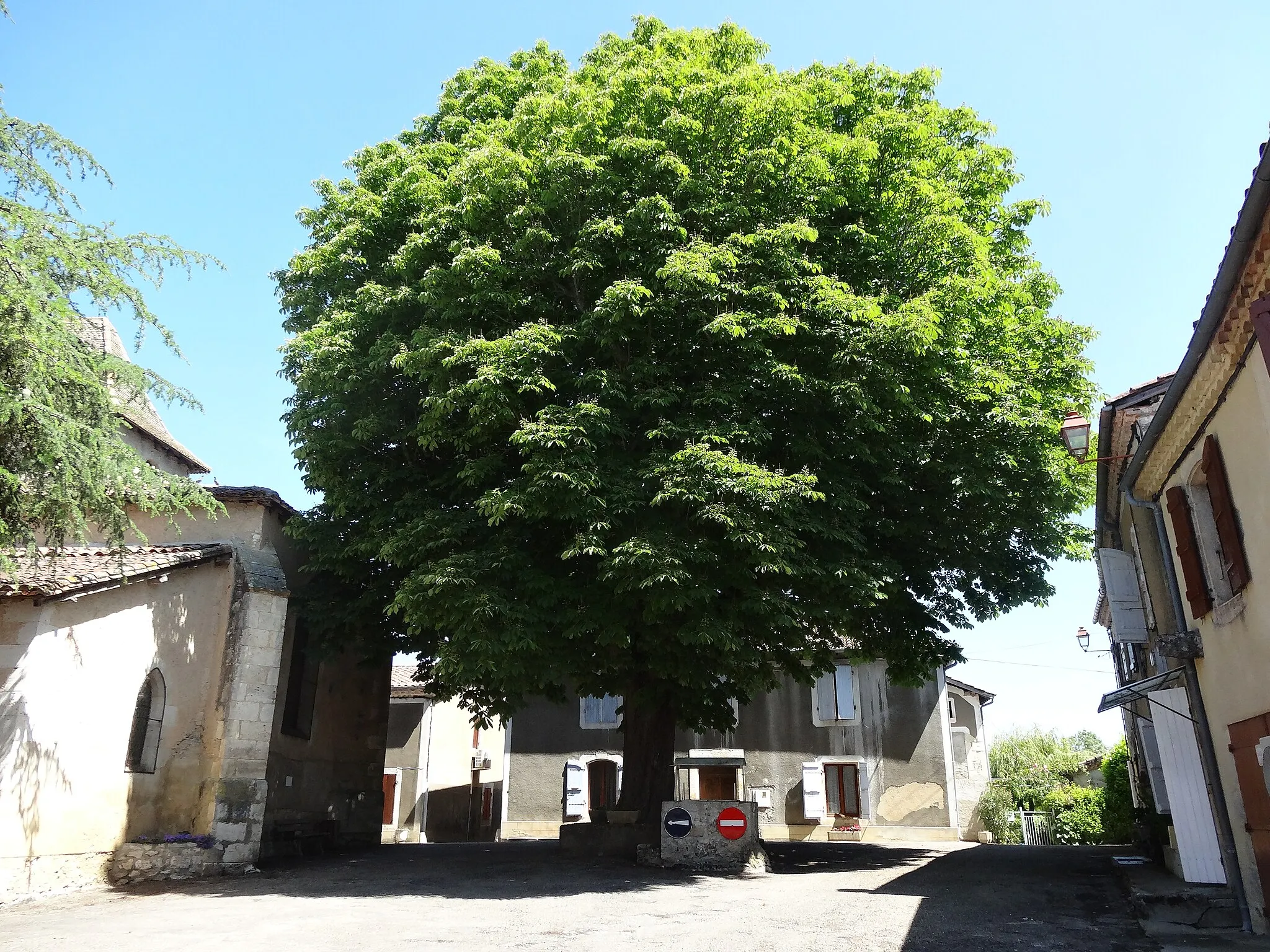 Photo showing: Un arbre au cœur du village de Cézan.