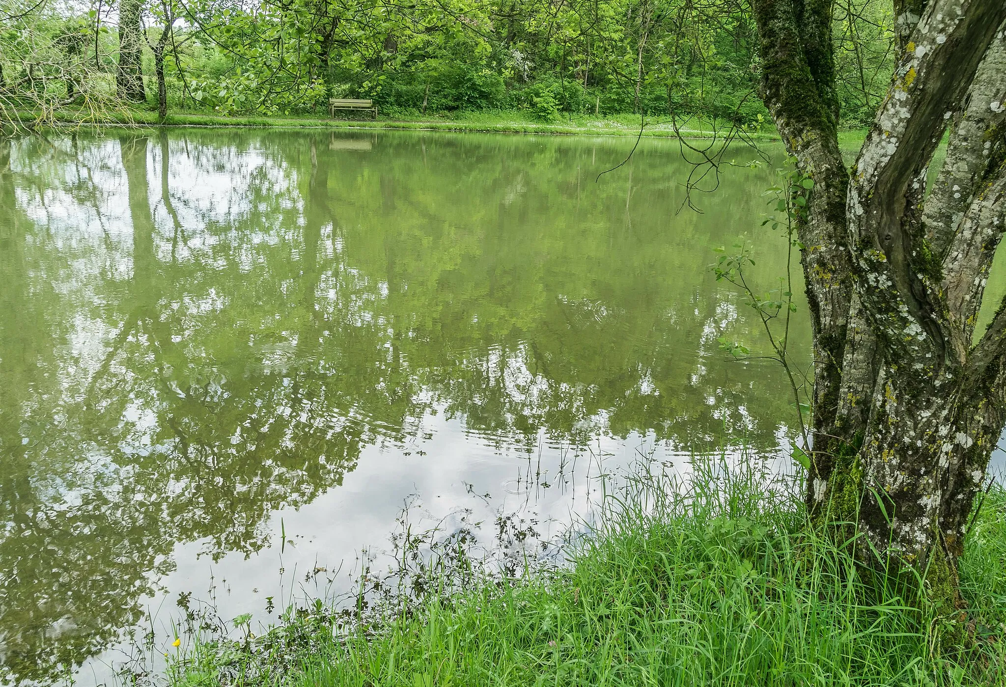 Photo showing: Mare de Mézeilles near Onet l'Église, commune of Sébazac-Concourès, Aveyron, France