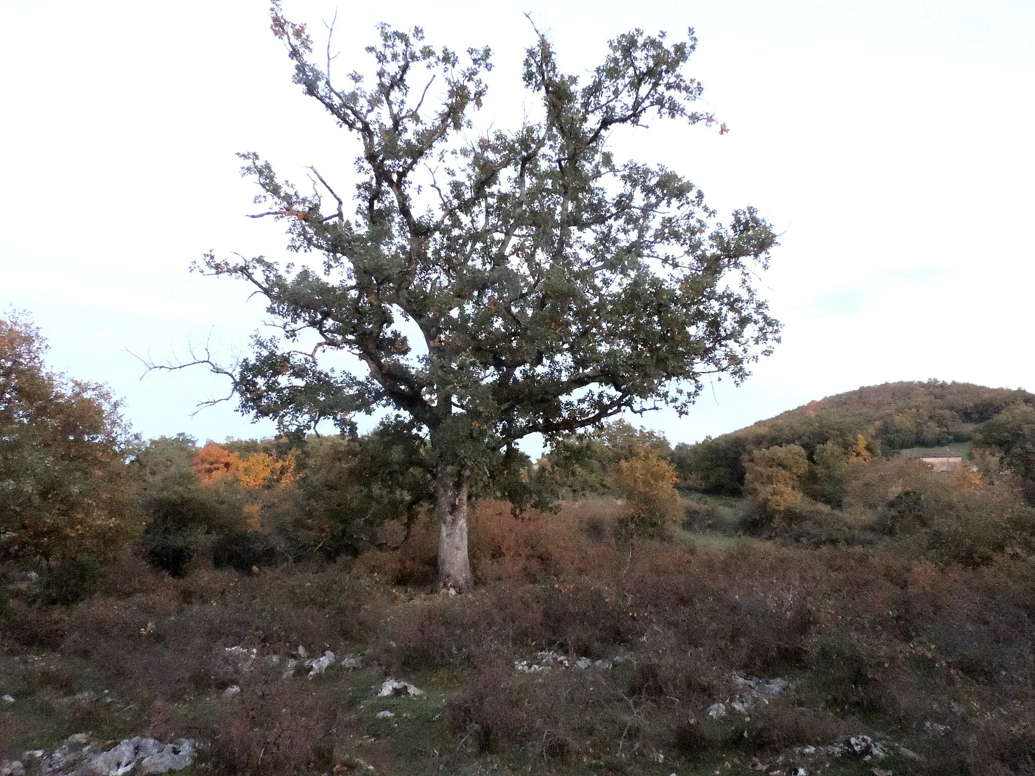 Photo showing: Le dolmen du Peyré et le trésor launacien du Peyré ont été découverts non loin de la métairie, sur la commune de Sabarat.