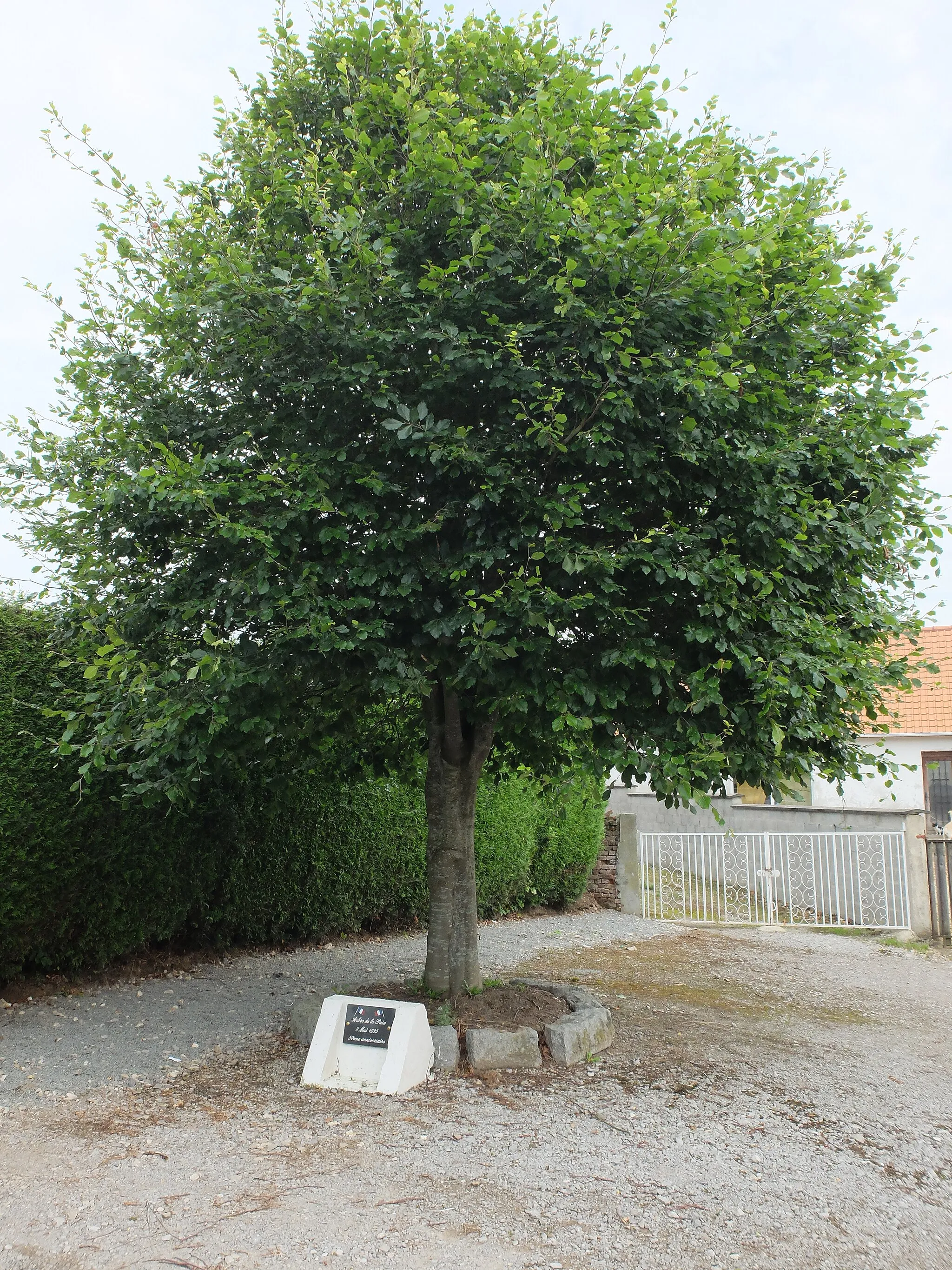 Photo showing: Vue de l'arbre de la paix de Verchocq.