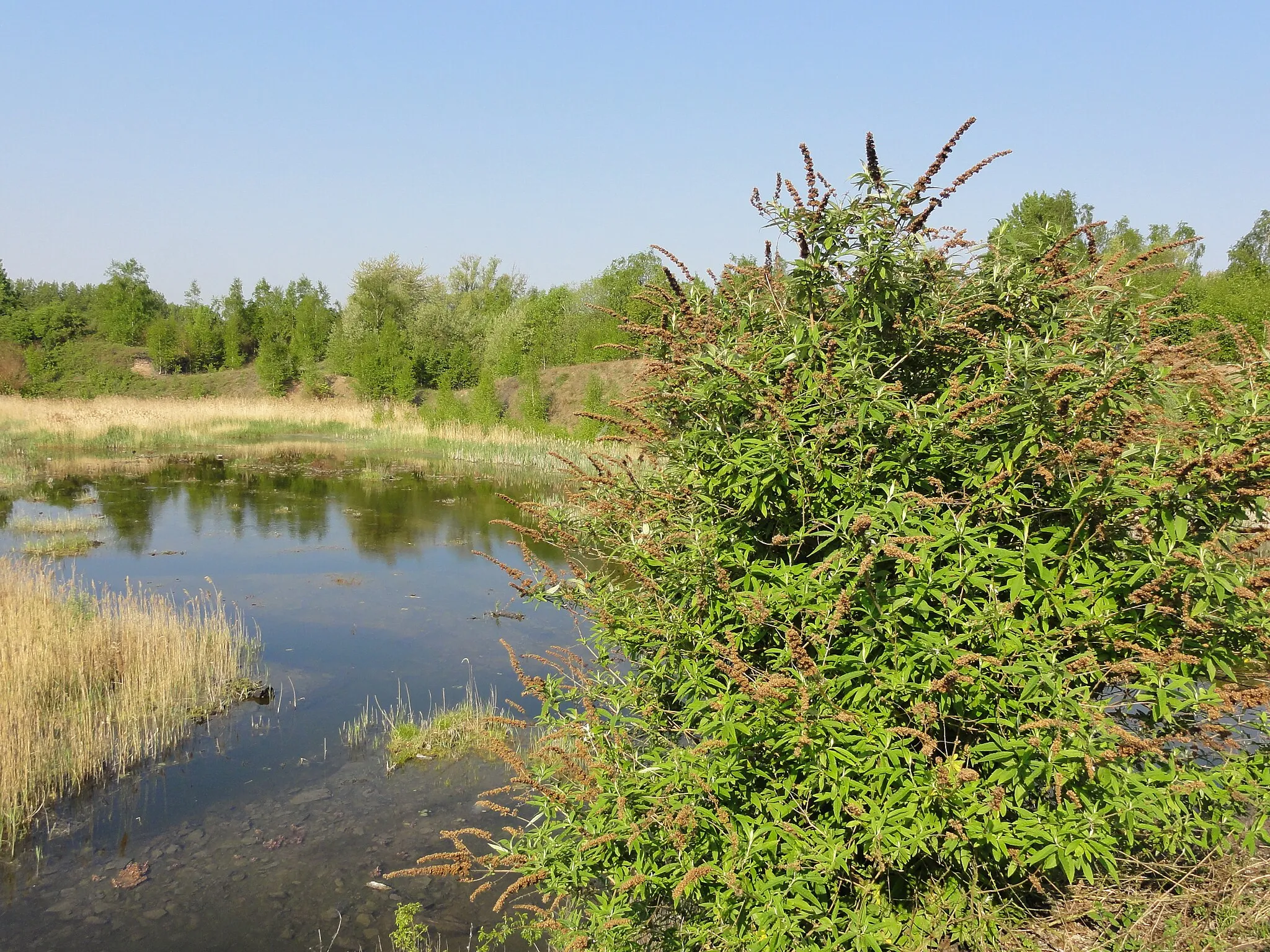 Photo showing: Terril n° 125, Sainte Marie Est, fosse Sainte-Marie de la Compagnie des mines d'Aniche dans le bassin minier du Nord-Pas-de-Calais, Auberchicourt, Nord, Nord-Pas-de-Calais, France.