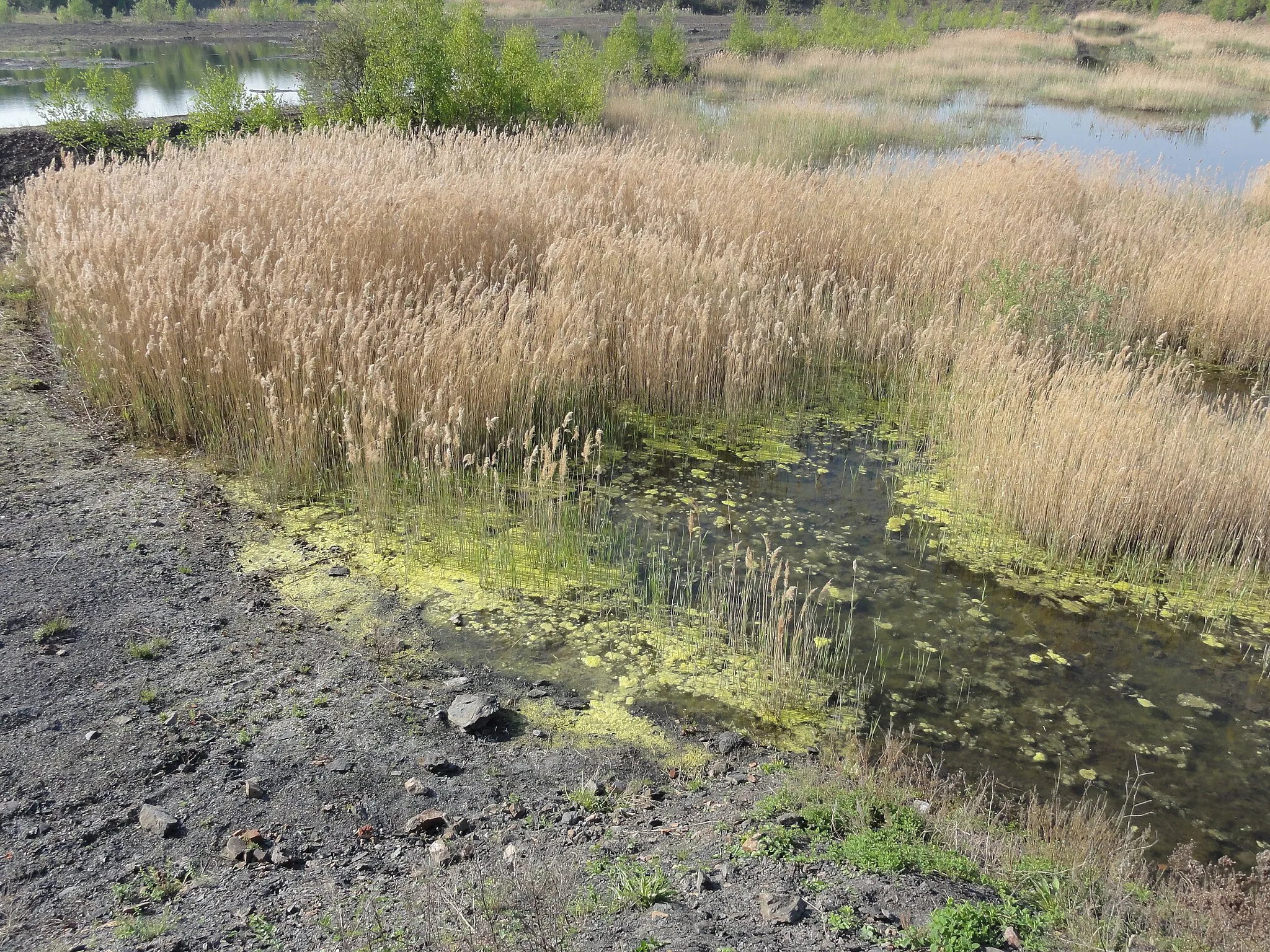 Photo showing: Terril n° 125, Sainte Marie Est, fosse Sainte-Marie de la Compagnie des mines d'Aniche dans le bassin minier du Nord-Pas-de-Calais, Auberchicourt, Nord, Nord-Pas-de-Calais, France.