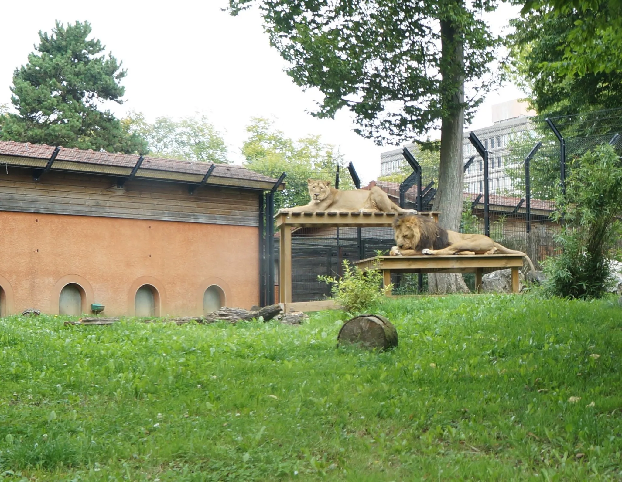 Photo showing: Lions du Zoo de Maubeuge Nord (département français)
