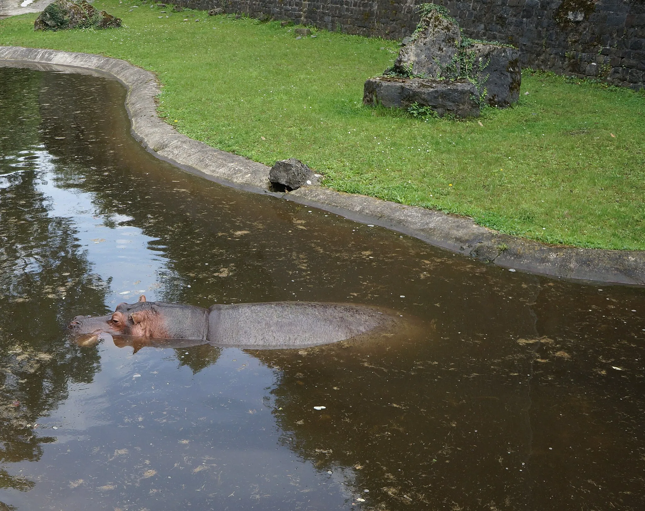 Photo showing: Hippopotamus amphibius du Zoo de Maubeuge Nord (département français)